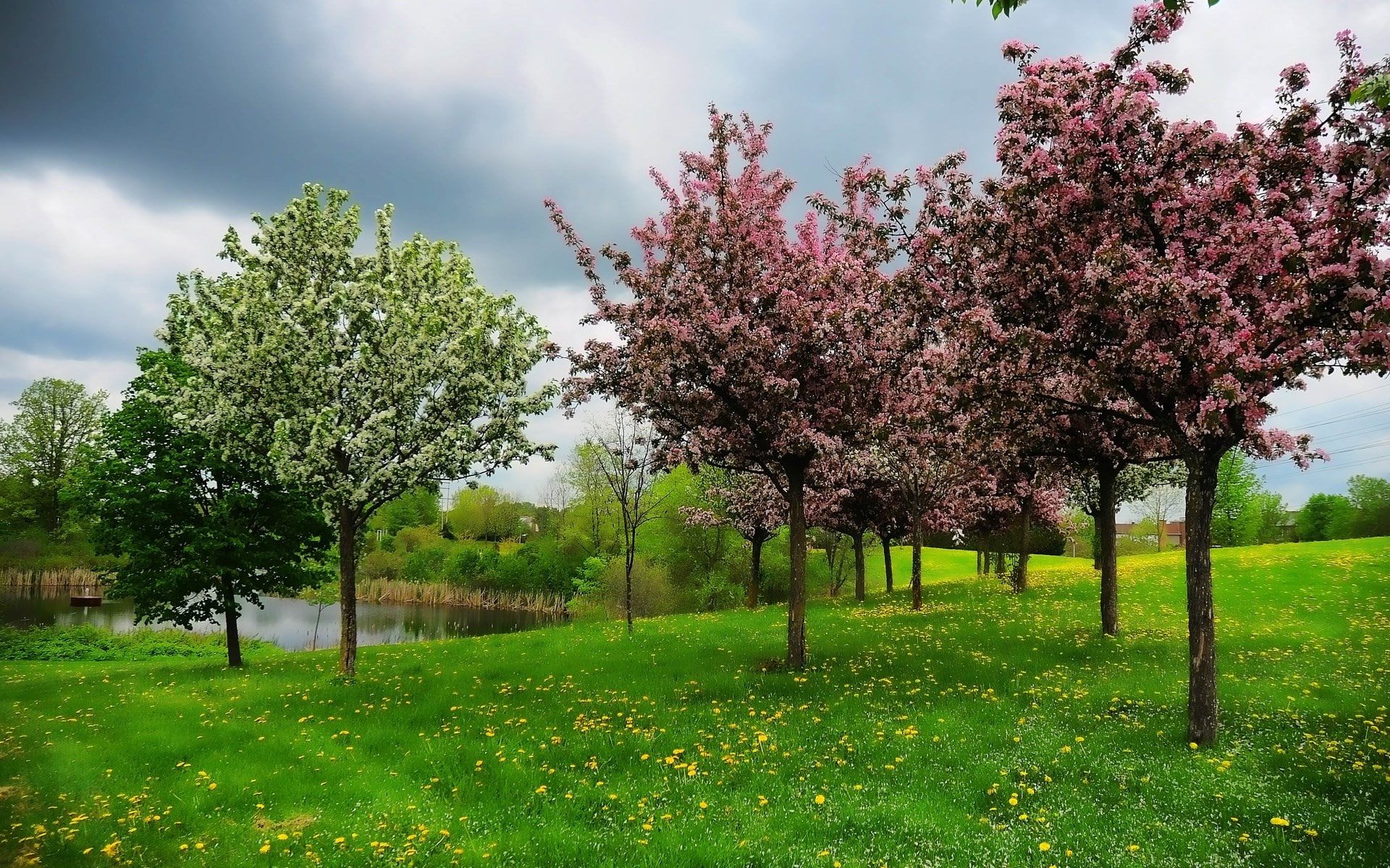 beauty in nature, grass, pictures of nature backgrounds 1920x1200, sky, tree, nature, 1080P, tranquil scene, flower, cherry tree, day, outdoors, blossom, HD Wallpaper