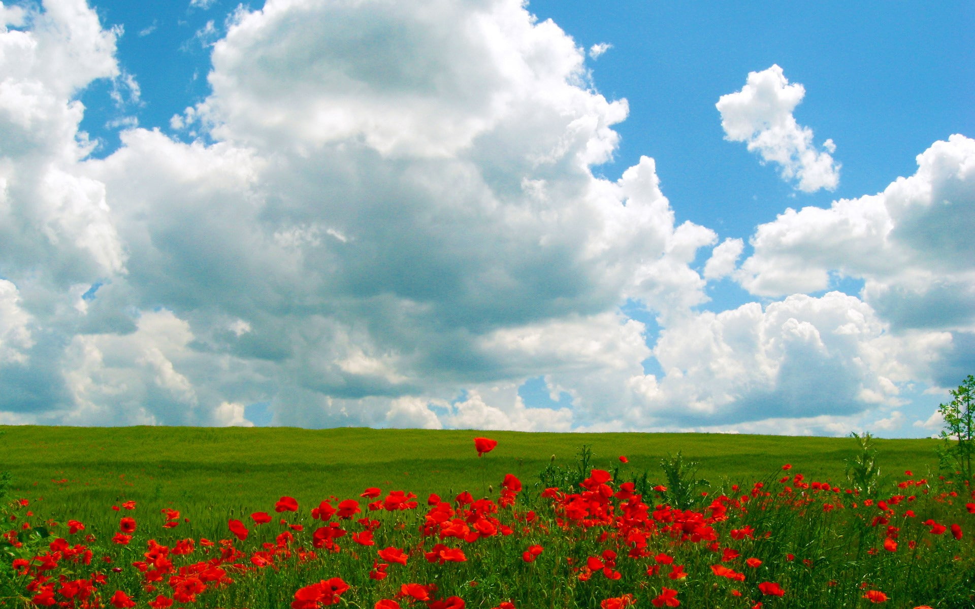 tranquility, flower head, scenics - nature, outdoors, flower, springtime, beauty in nature, land, landscape, fragility, field, sky, poppy, environment, HD Wallpaper