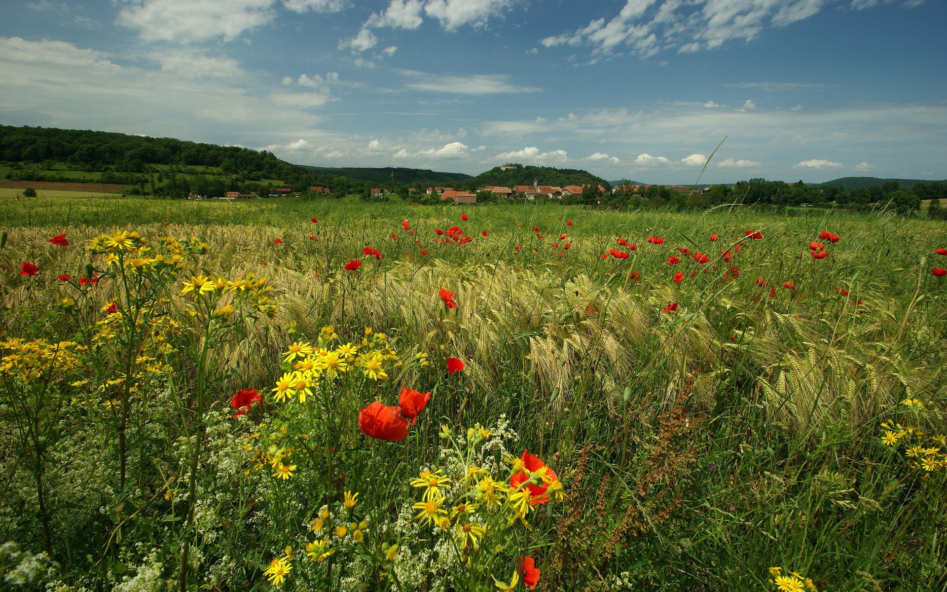 green color, poppy, day, scenics - nature, nature, sky, environment, flowerbed, tranquil scene, image background nature hd image 1920x1200, 1080P, outdoors, HD Wallpaper