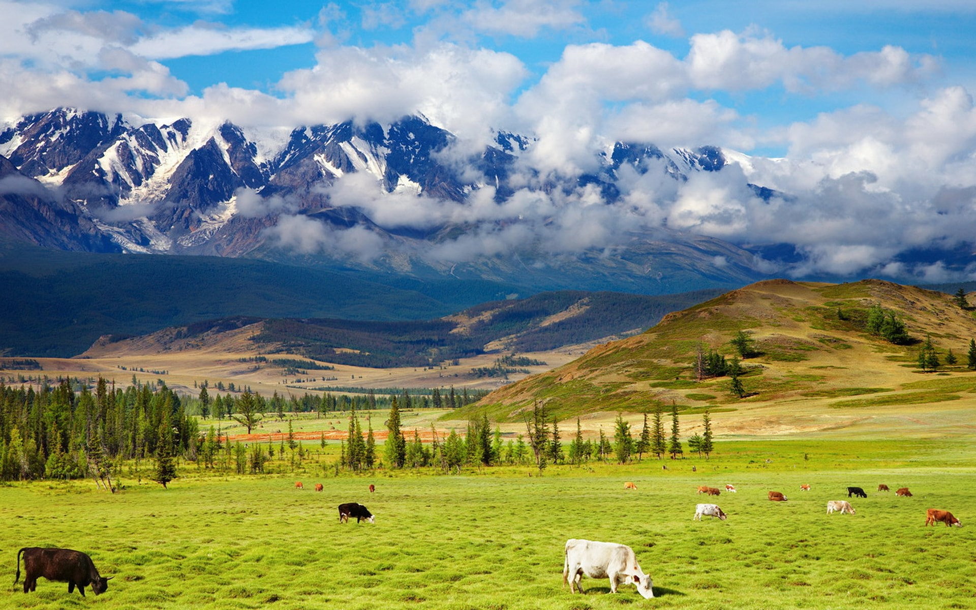 1080P, nature background images hd latest 1920x1200, HD Wallpaper