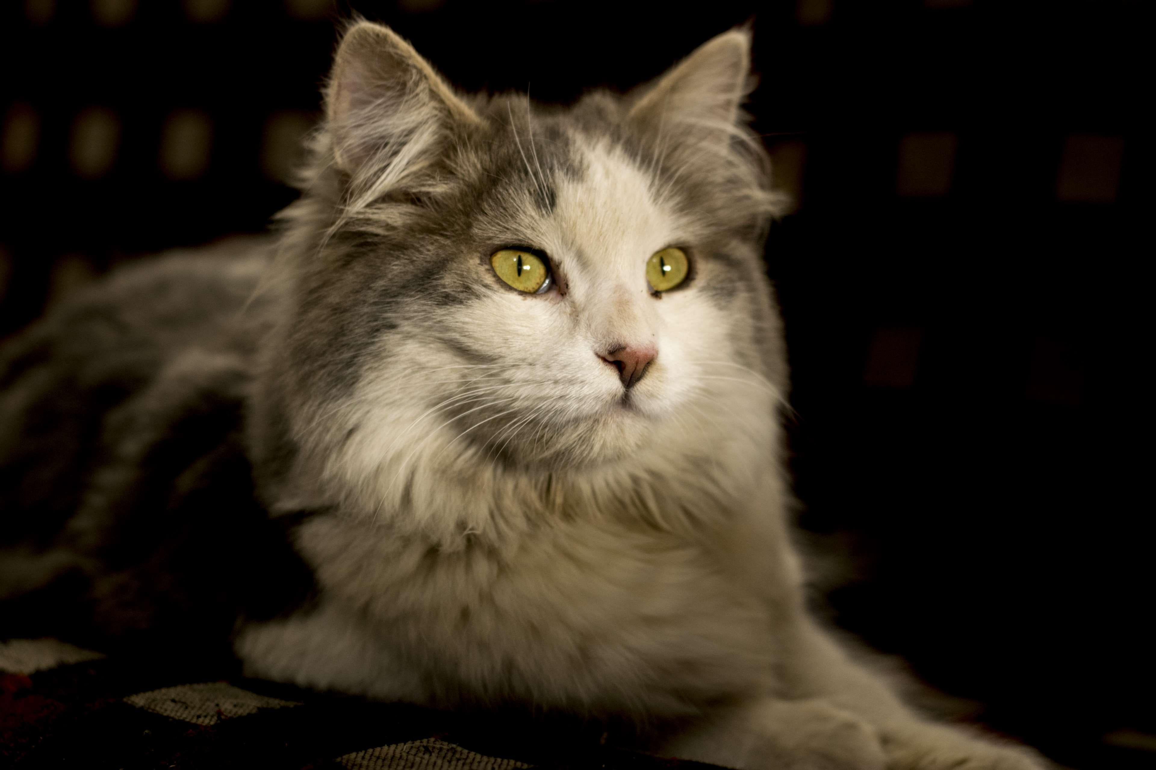 animal eye, one animal, looking at camera, cat, no people, looking, vertebrate, yellow eyes, feline, domestic animals, domestic cat, mammal, 4K, dollface persian, HD Wallpaper
