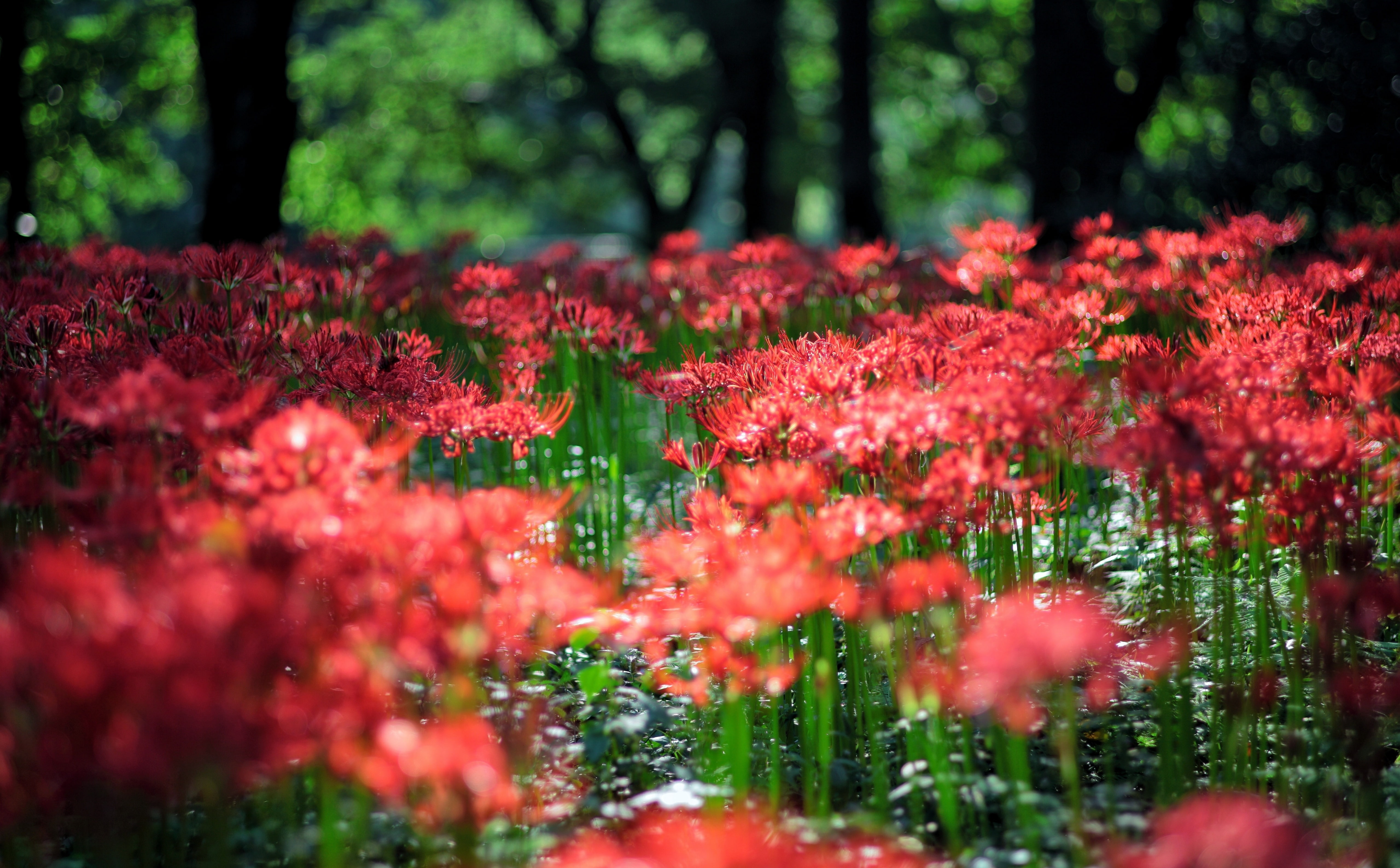 nature, kmount, tree, bokeh, selective focus, Flowers, Japan, clusteramaryllis, 5K, Outdoors, flower head, canon, Summer, pkeos, Pentax, Seasons, Blossom, HD Wallpaper