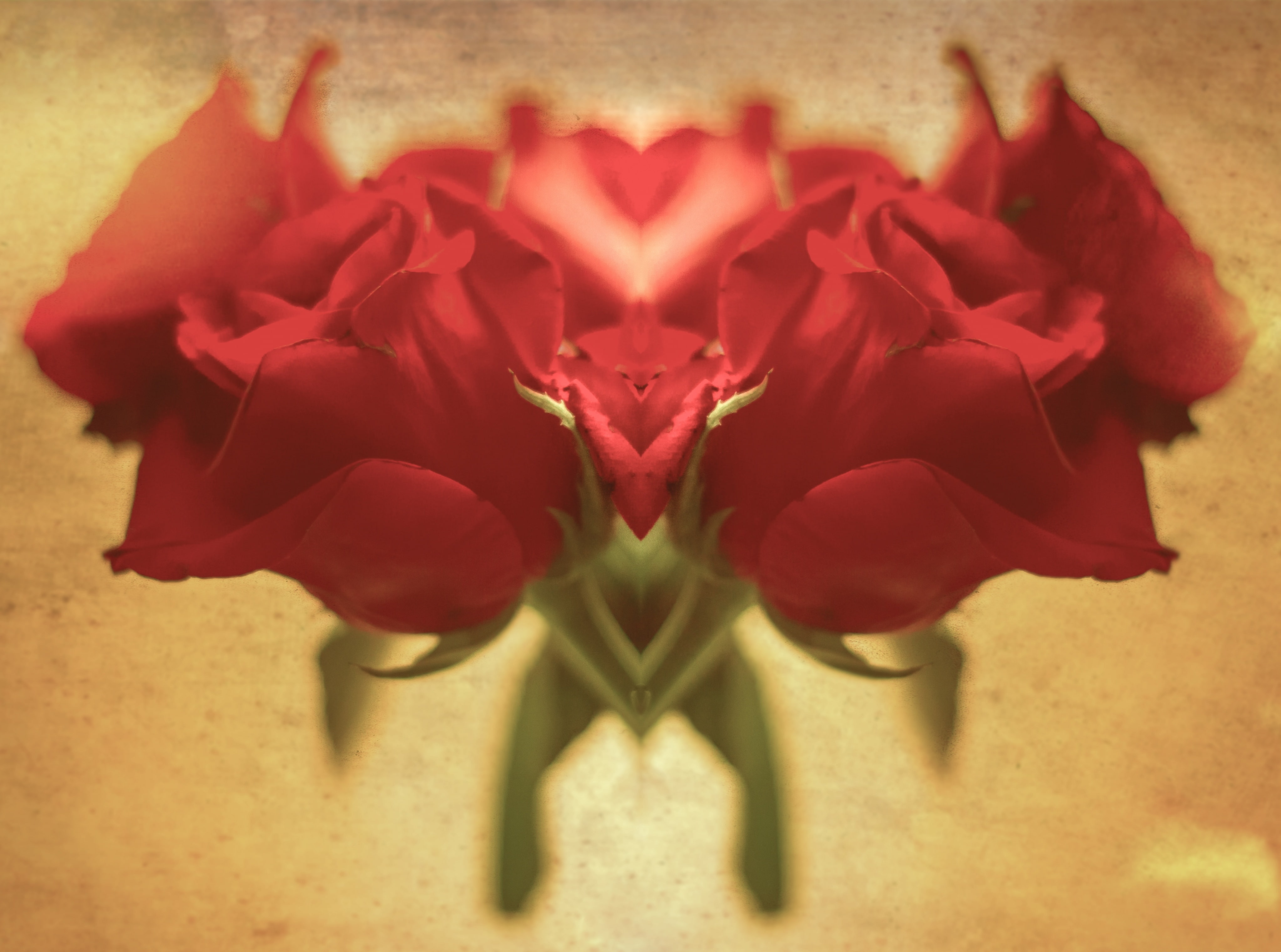 digital composite, red, indoors, no people, inflorescence, redflowers, flowering plant, redandgreen, flower head, plant, backgrounds, Heart, petal, Love, HD Wallpaper
