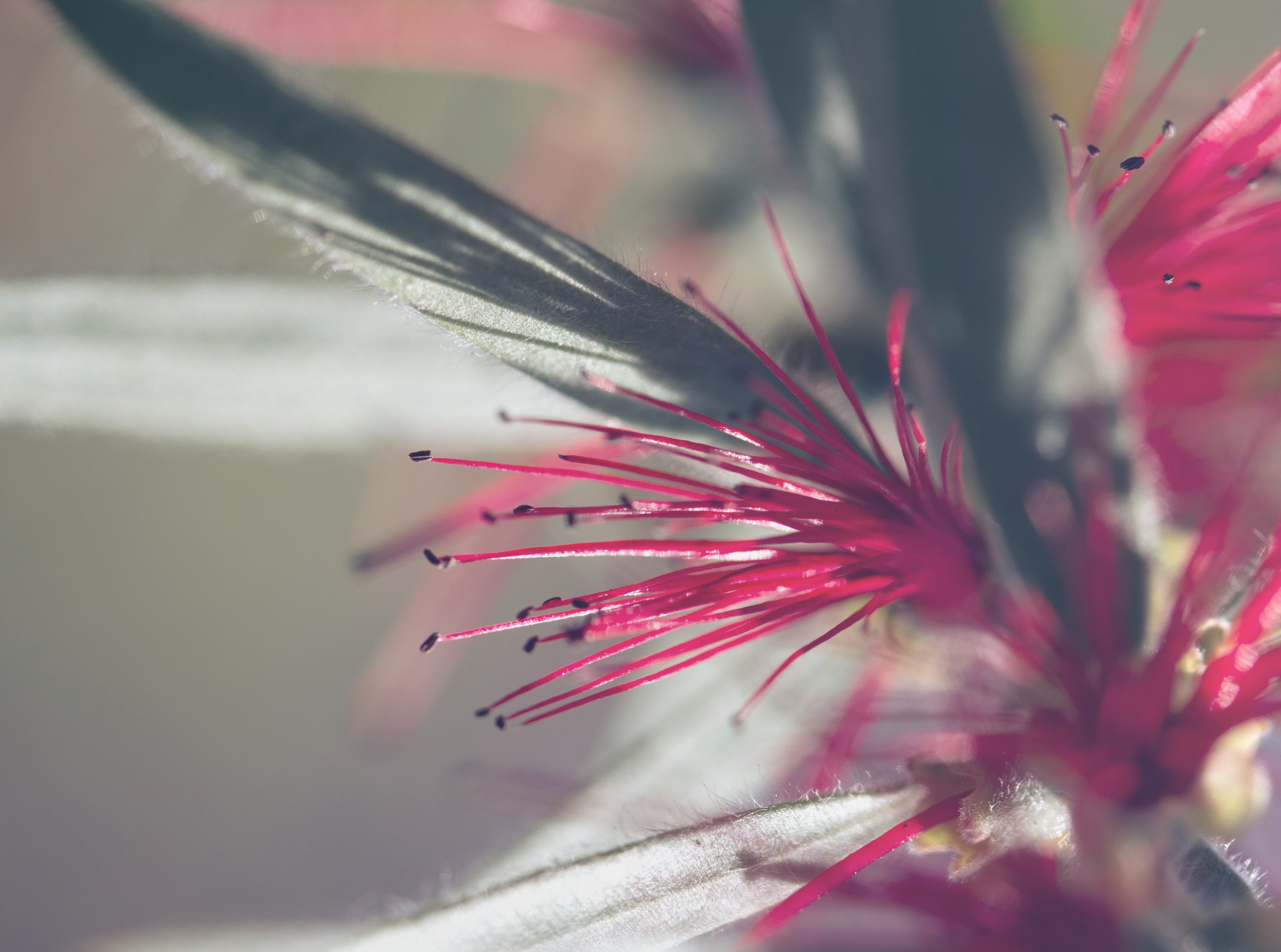 outdoors, Macro, beauty in nature, springtime, vulnerability, callistemon, Flower, blossom, red, pollen, Berkeley, inflorescence, 4K, Aero, plant, flowers, HD Wallpaper