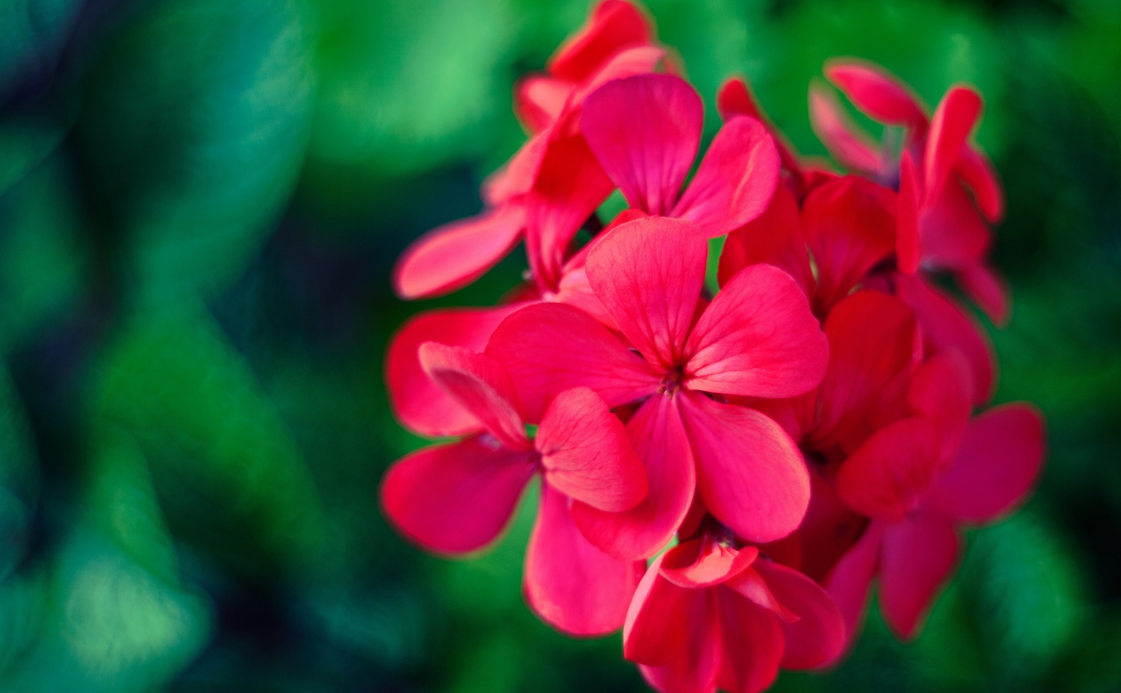 Flower, Cranesbill, Pink, Flowers, redandgreen, bill, Nature, Macro, cranes, geraniums, 4K, HD Wallpaper