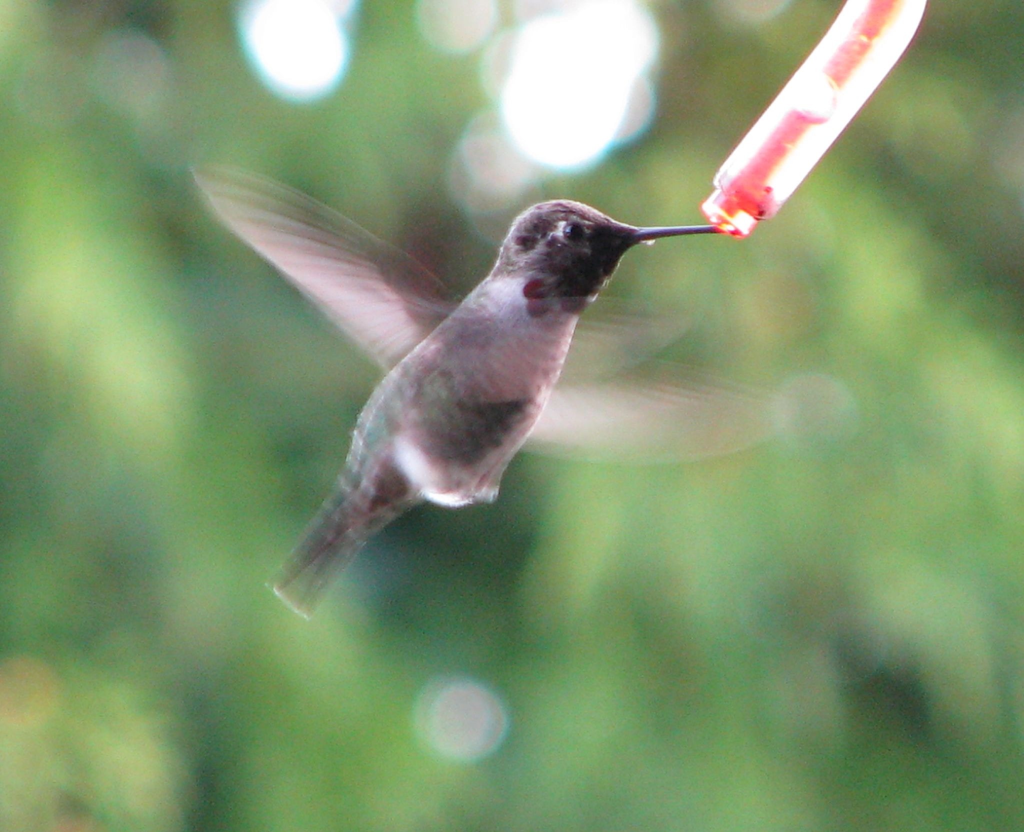 tiny, close-up, green background, mid-air, day, focus on foreground, hummingbirds, no people, 1080P, blurred motion, flight, feeding, flapping, outdoors, HD Wallpaper