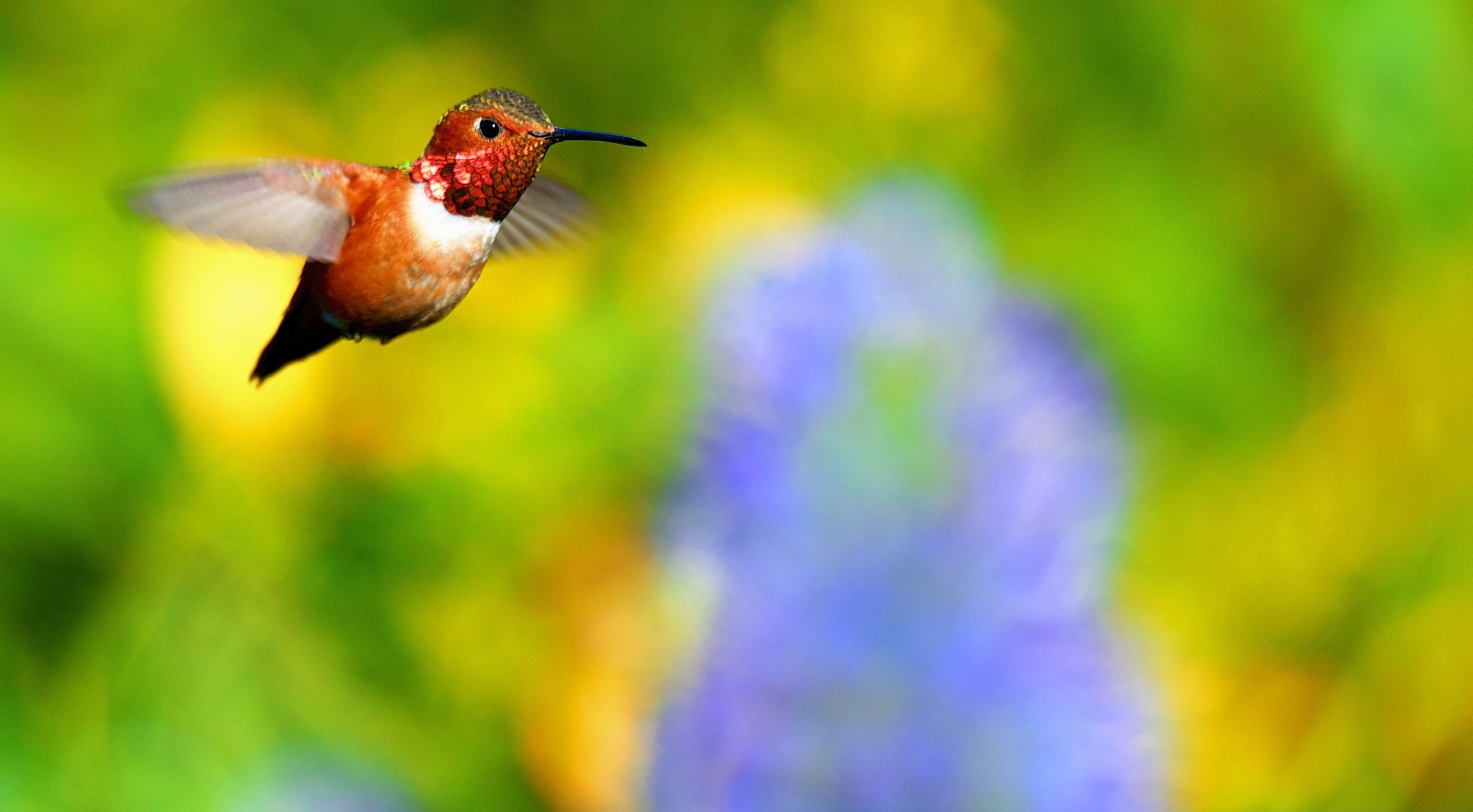 animal themes, Tiny, Wings, animal, Male, Iridescent, mid-air, one animal, wildlife, Birds, colibri, Orange, focus on foreground, Flight, Nature, Species, HD Wallpaper