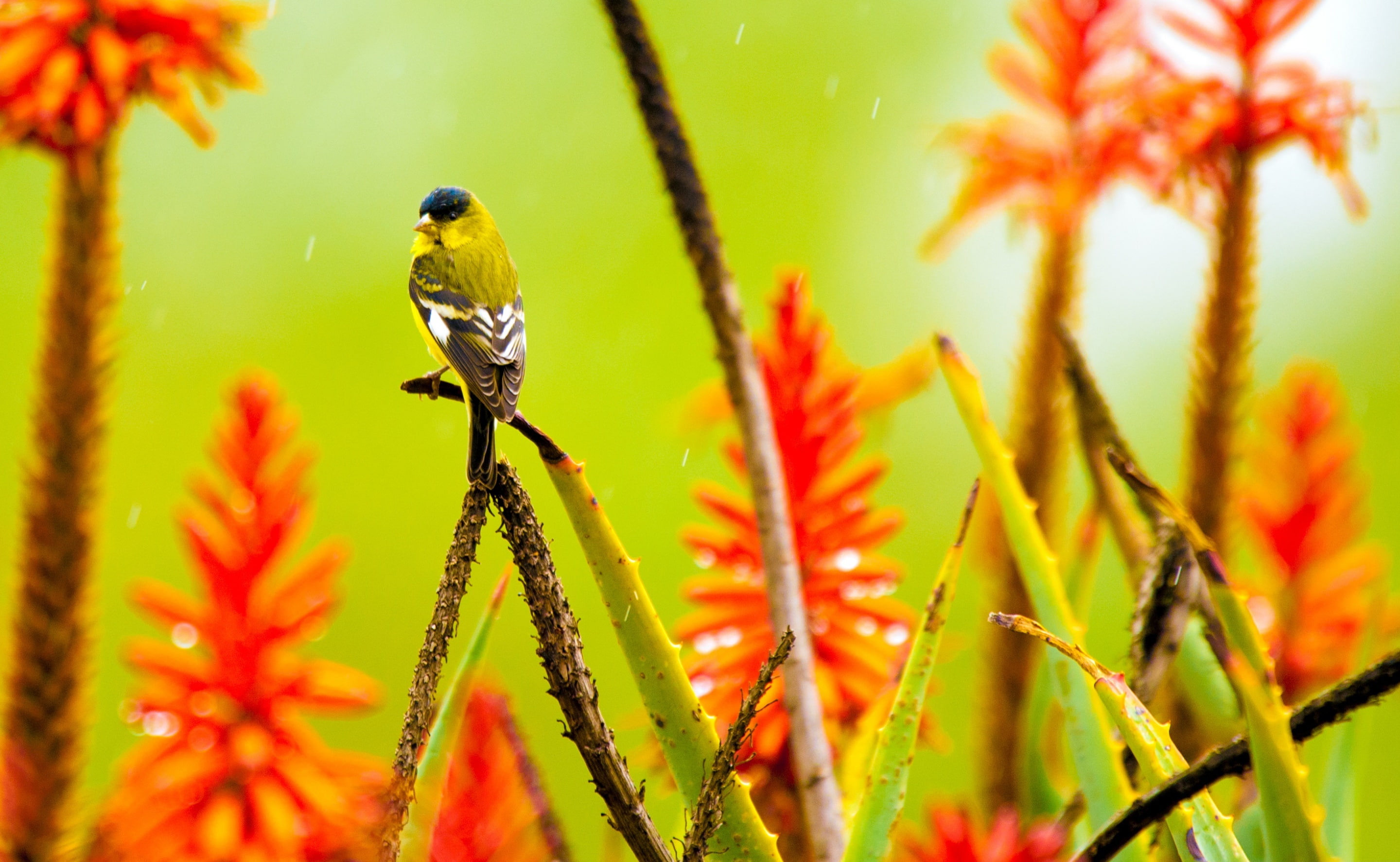 Macro, standing, Vivid, day, pollination, Species, one animal, plant, selective focus, little, perching, close-up, animal, focus on foreground, Closeup, HD Wallpaper