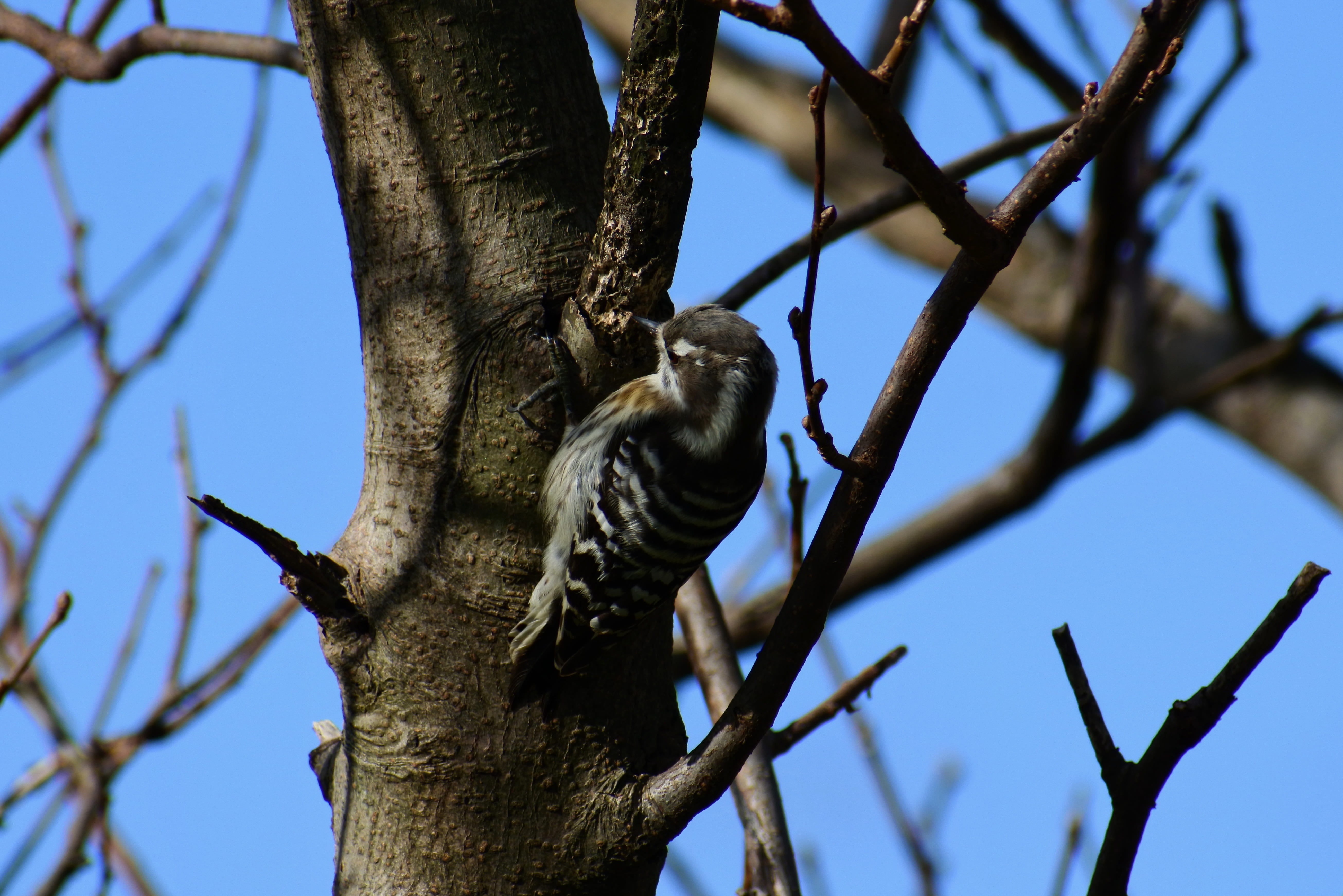 no people, animal, in japan the smallest of small woodpeckers, animal wildlife, forest, one animal, bird, tree, vertebrate, nature, animal themes, wild birds, HD Wallpaper