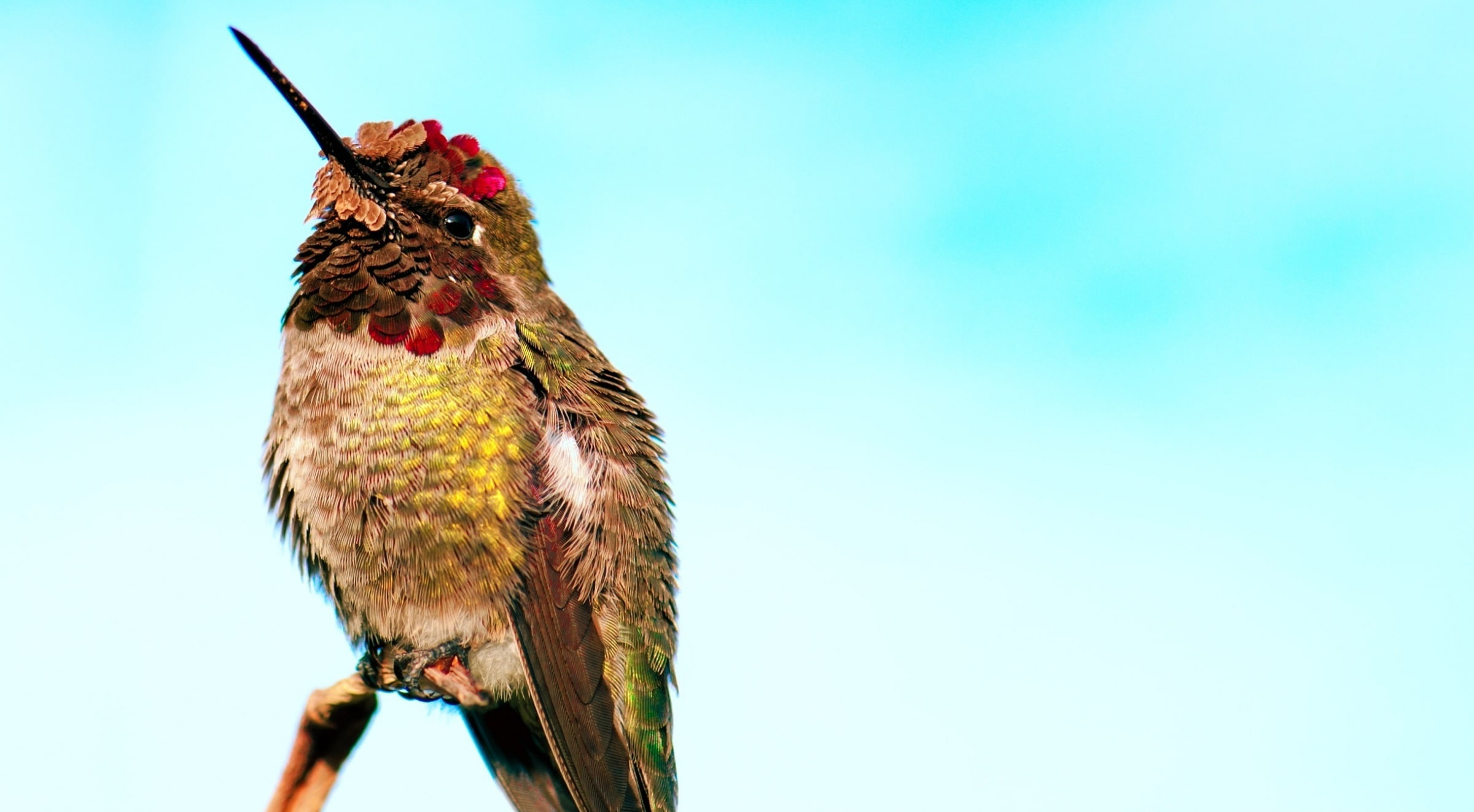 habitat, Bird, Closeup, Rest, unitedstates, Perched, vertebrate, smallest, Smallest Birds, sky, Tiny, losangeles, Arcadia, Colors, copy space, male animal, HD Wallpaper