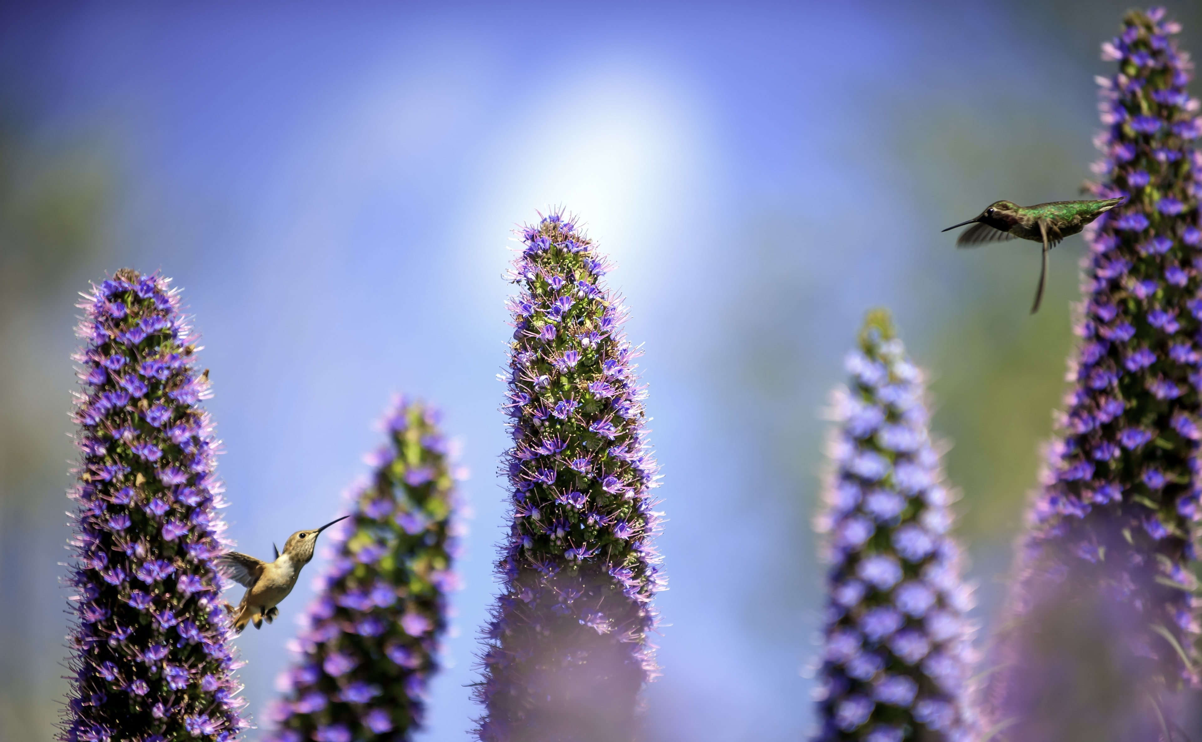 Species, habitat, Closeup, freshness, Female, nature, world, butterfly - insect, Birds, insect, Macro, fauna, flower head, pollinator, Tiny, Male, vulnerability, HD Wallpaper