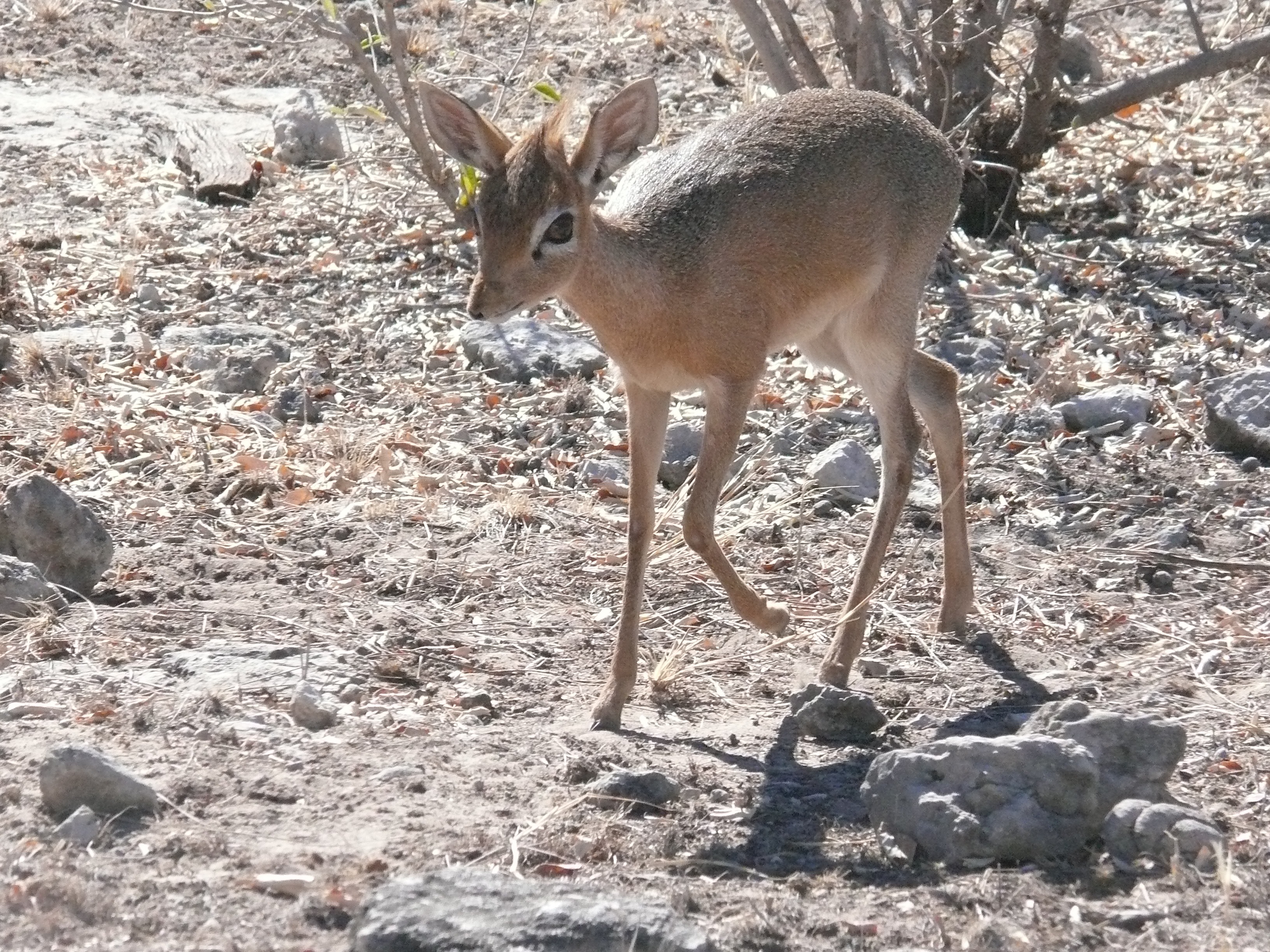 mammal, dikdik, field, animal wildlife, namibia, 2K, etosha, antelope, vertebrate, safari, herbivore, nature, standing, full length, domestic animals, HD Wallpaper