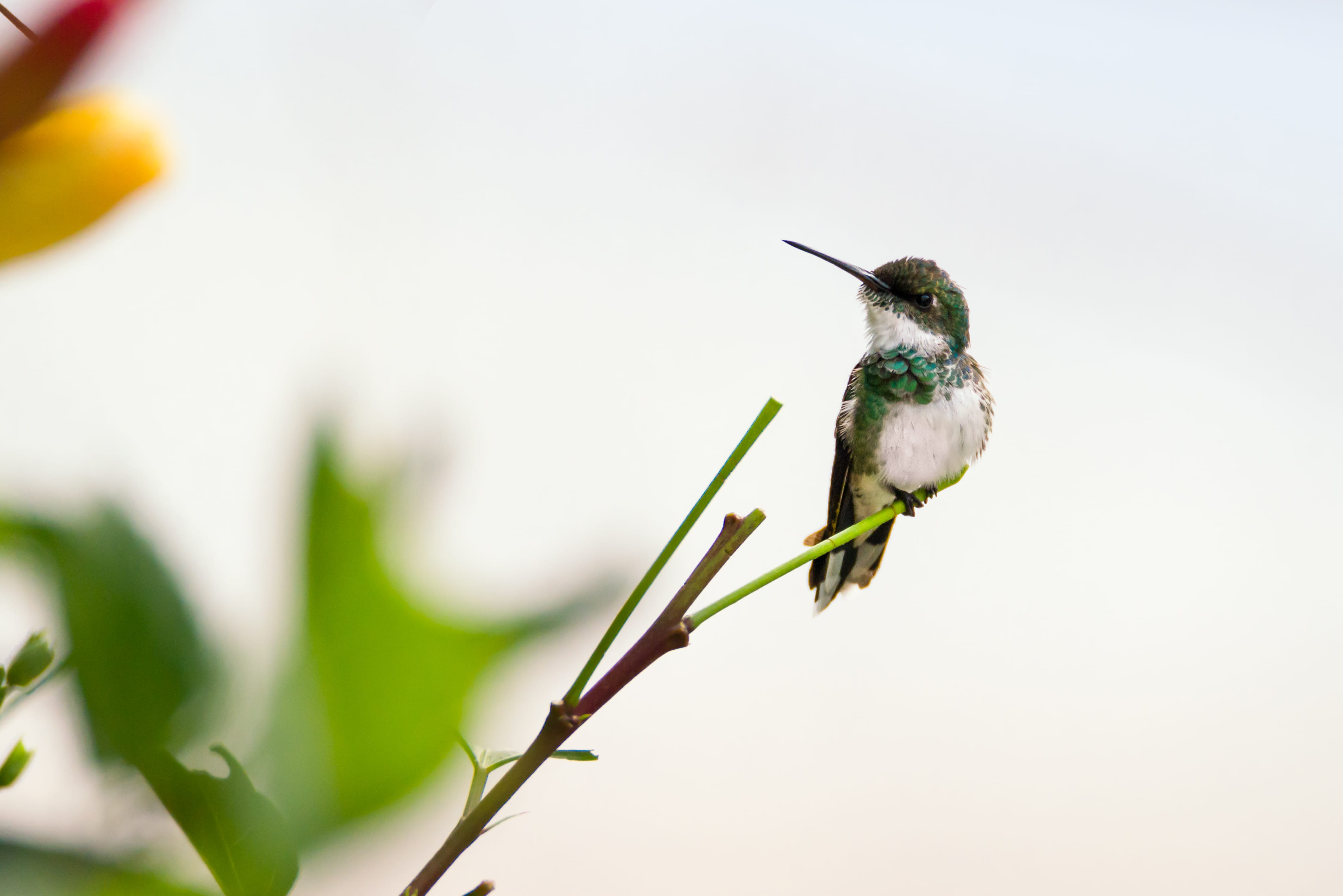 animal, branch, beak, tiny, plant, bird, no people, stem, one animal, feathers, animals in the wild, environment, perched, macro photography, perching, HD Wallpaper