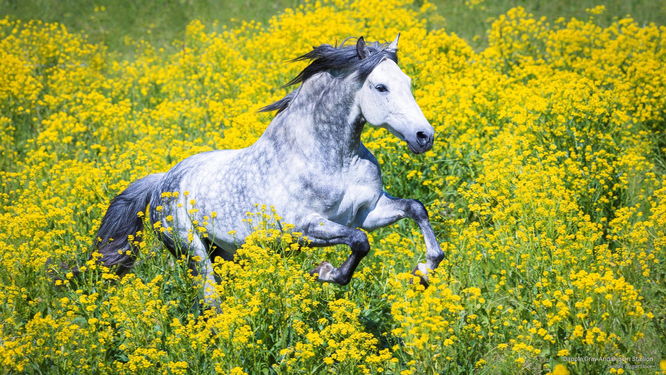 andalusian, Animals, stallion, 2K, gray, dapple, HD Wallpaper