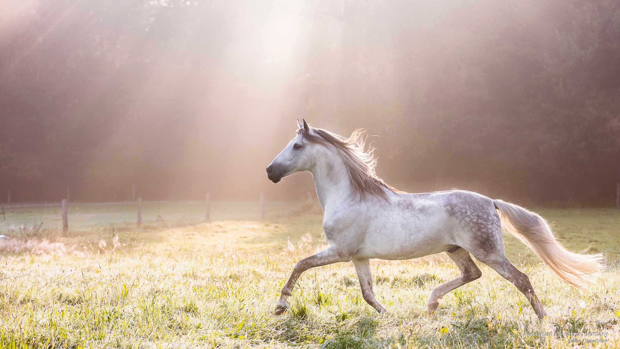 autumn, germany, Animals, andalusian, 2K, HD Wallpaper