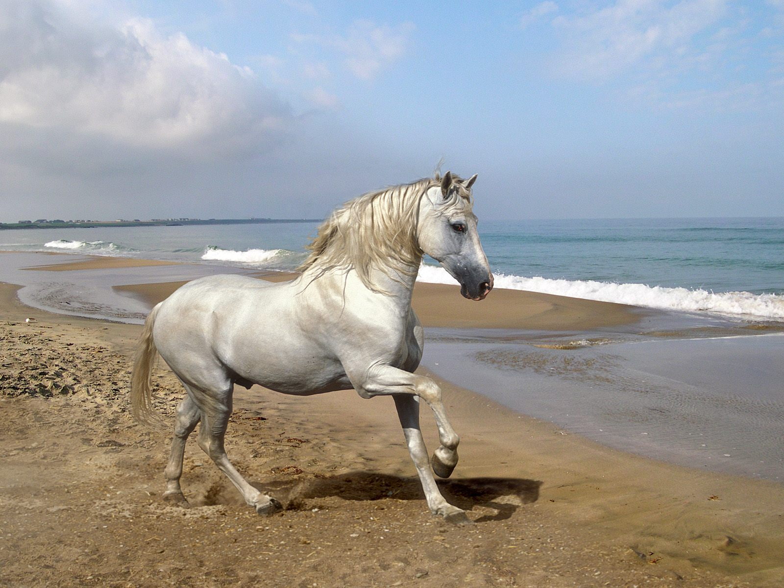 horse, 720P, andalusian, HD Wallpaper
