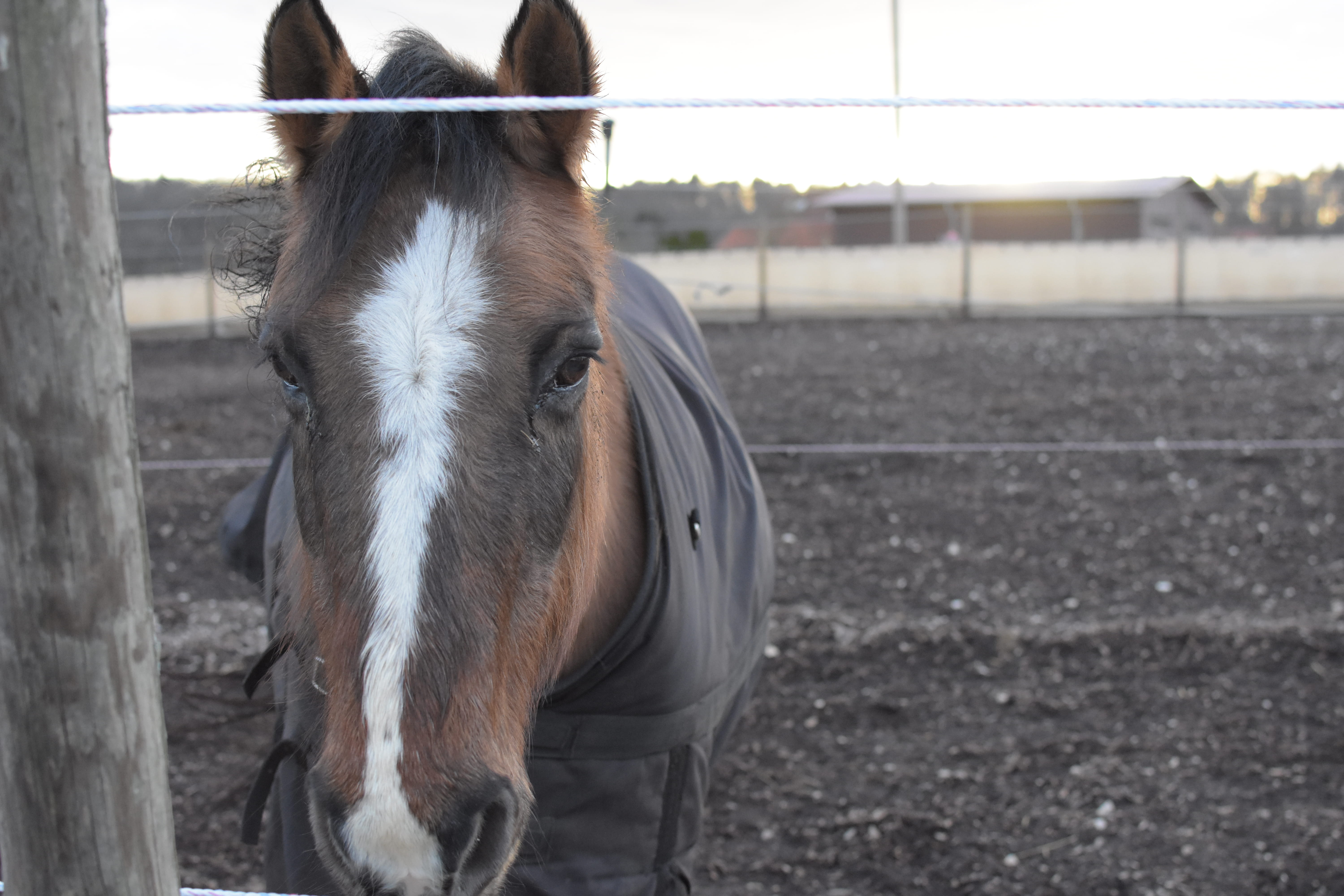 day, animal pen, horse, andalusian horse, sattel, field, domestic, animal themes, 5K, female, mammal, animal head, kopf, head, land, stable, stallion, HD Wallpaper