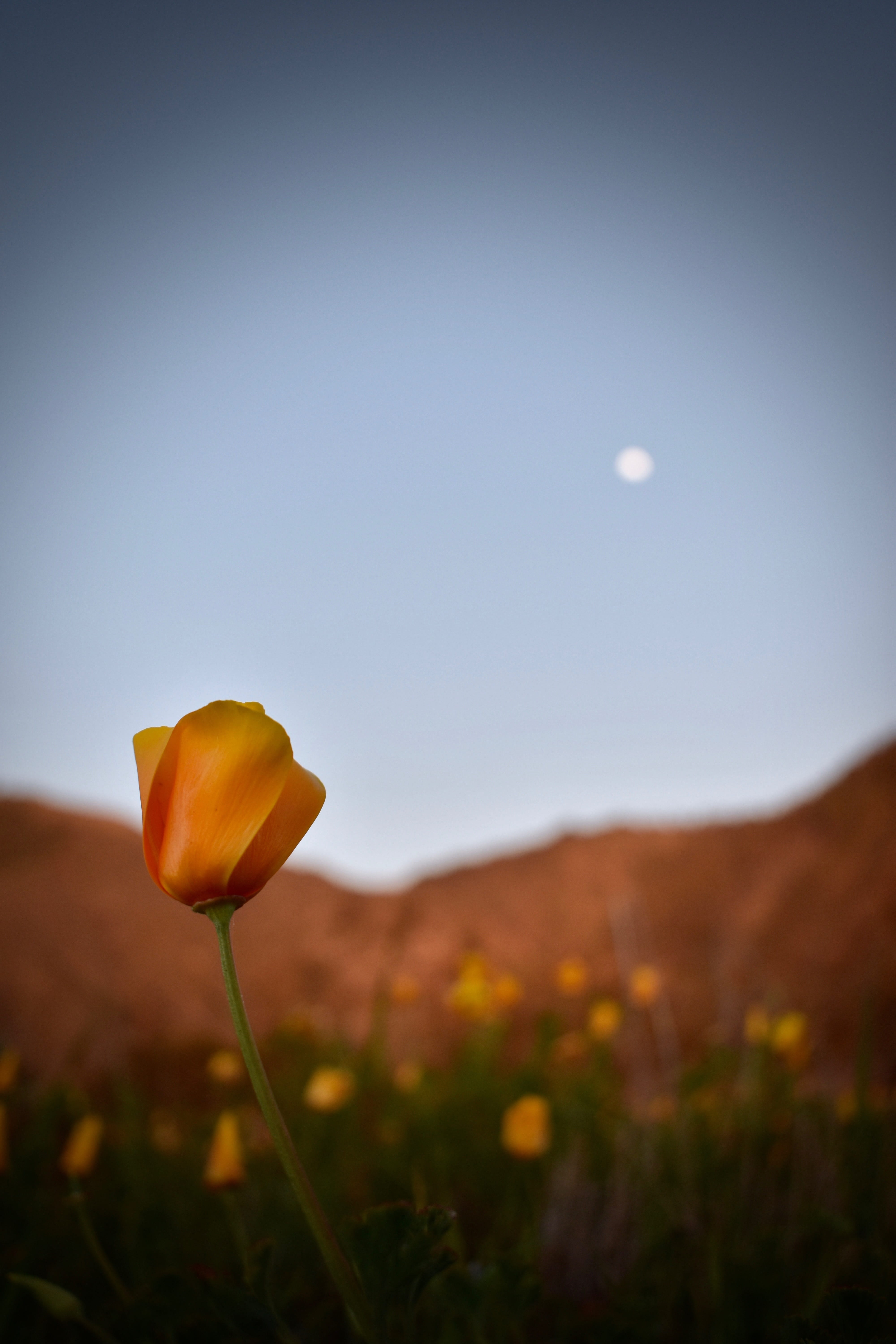 focus on foreground, sunset, plant, shallow, freshness, meadow, california poppy, field, no people, flower head, flowering plant, orange, outdoors, close-up, Phone HD Wallpaper