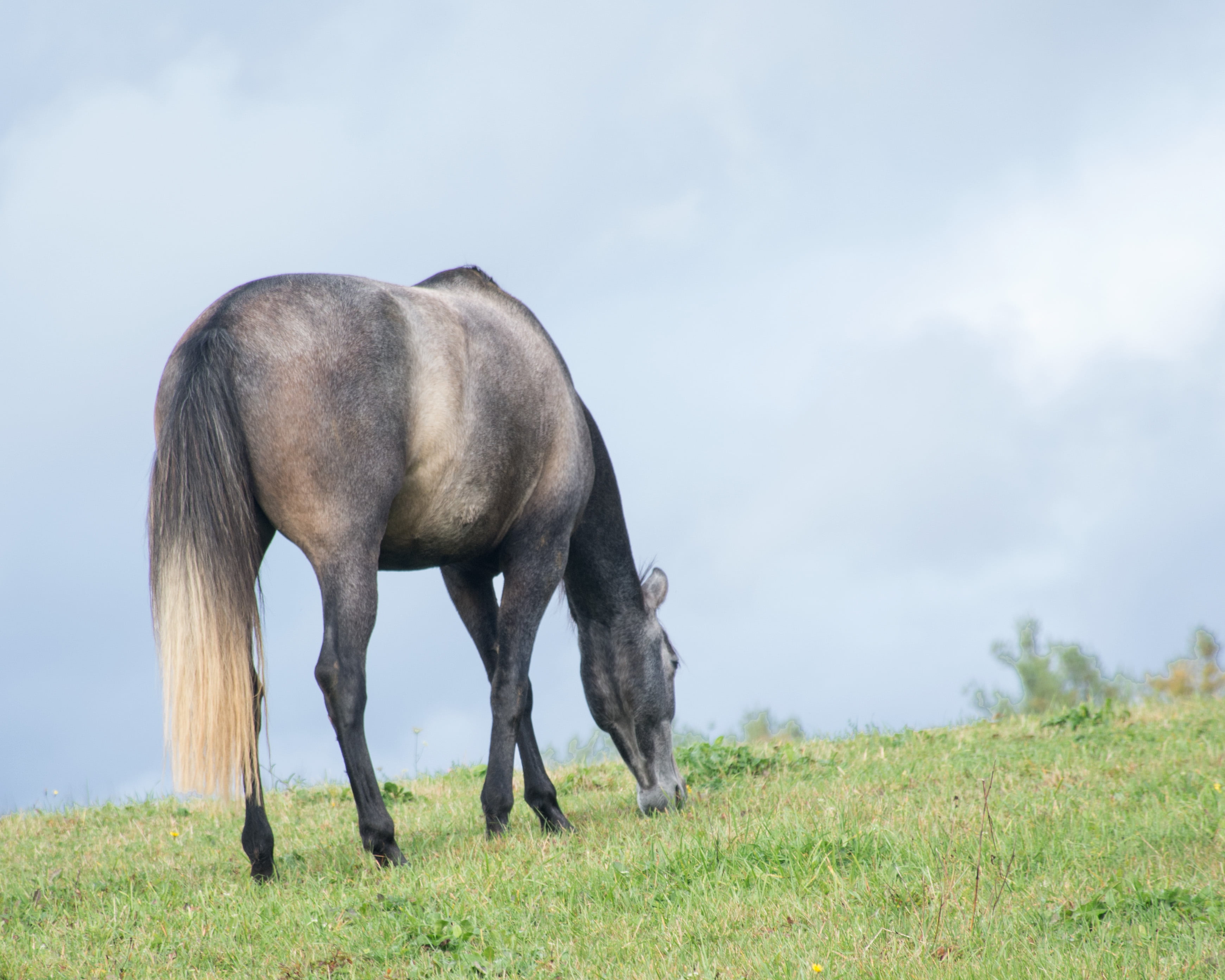 graze, stallion, mane, nature, mare, farm, daytime, horse, animal, outdoors, mammal, eating, rural Scene, meadow, pasture, Andalusian, 2K, black, grey, HD Wallpaper