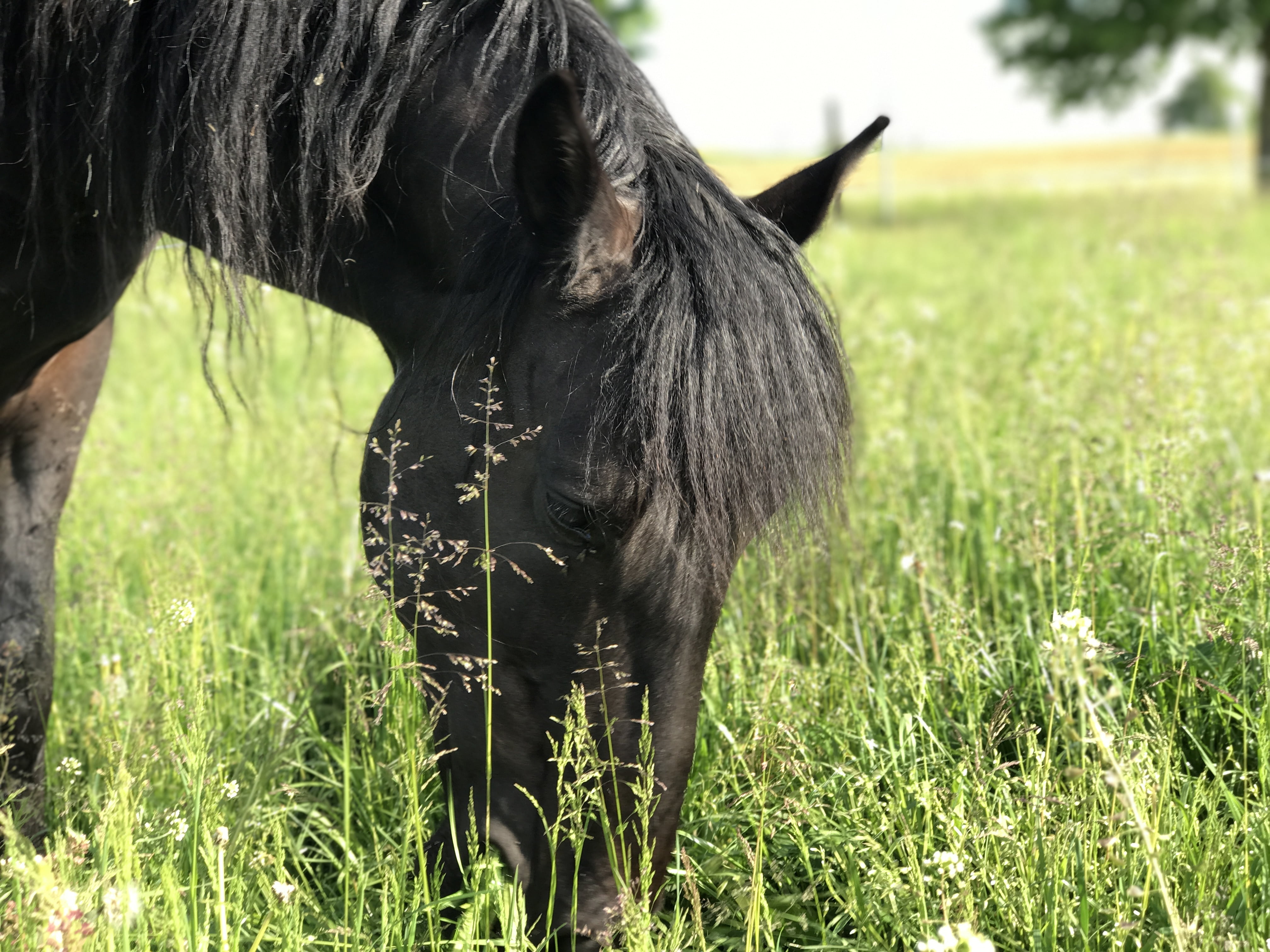 field, green color, mold, black color, 4K, grass, herbivorous, outdoors, meadow, no people, livestock, day, animal wildlife, pets, animal head, animal, HD Wallpaper