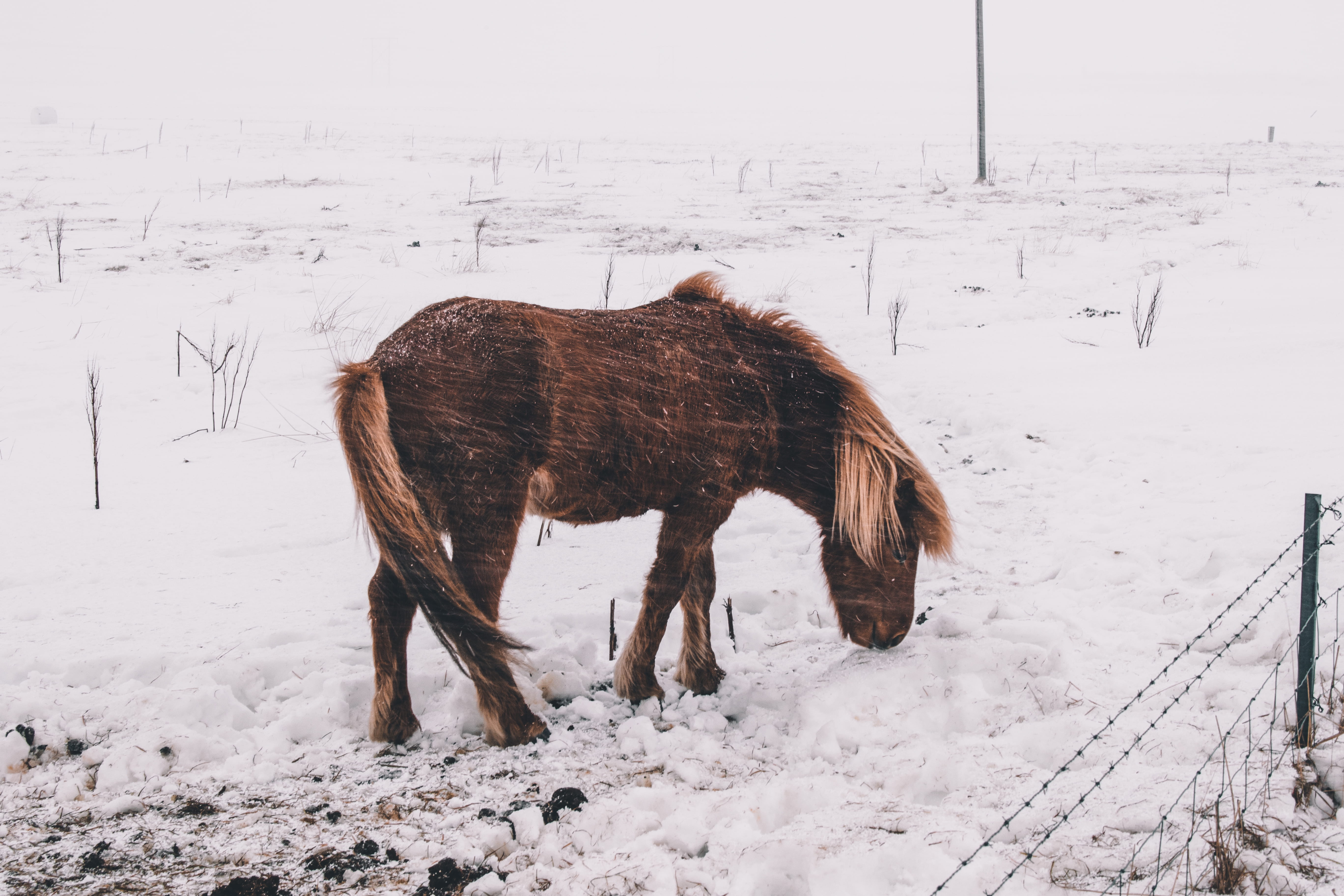 grassland, horse, farm, field, nature, winter, herbivorous, warthog, foal, pony, domestic animals, 5K, rodeo, animal themes, mammal, one animal, snow, HD Wallpaper