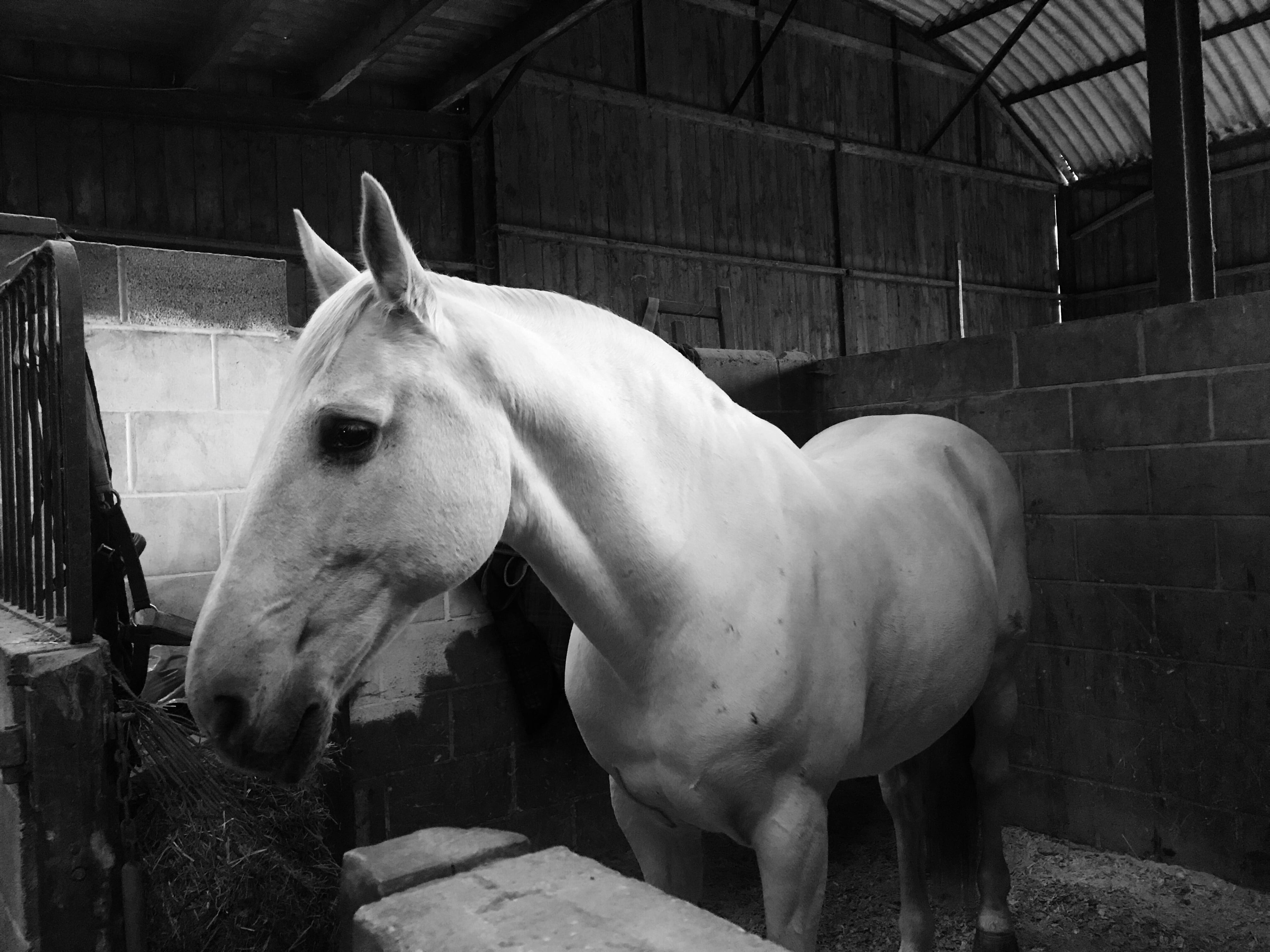 paddock, lusitano, vertebrate, stable, domestic, mammal, animal head, equestrian, day, animal pen, herbivorous, no people, built structure, livestock, standing, HD Wallpaper