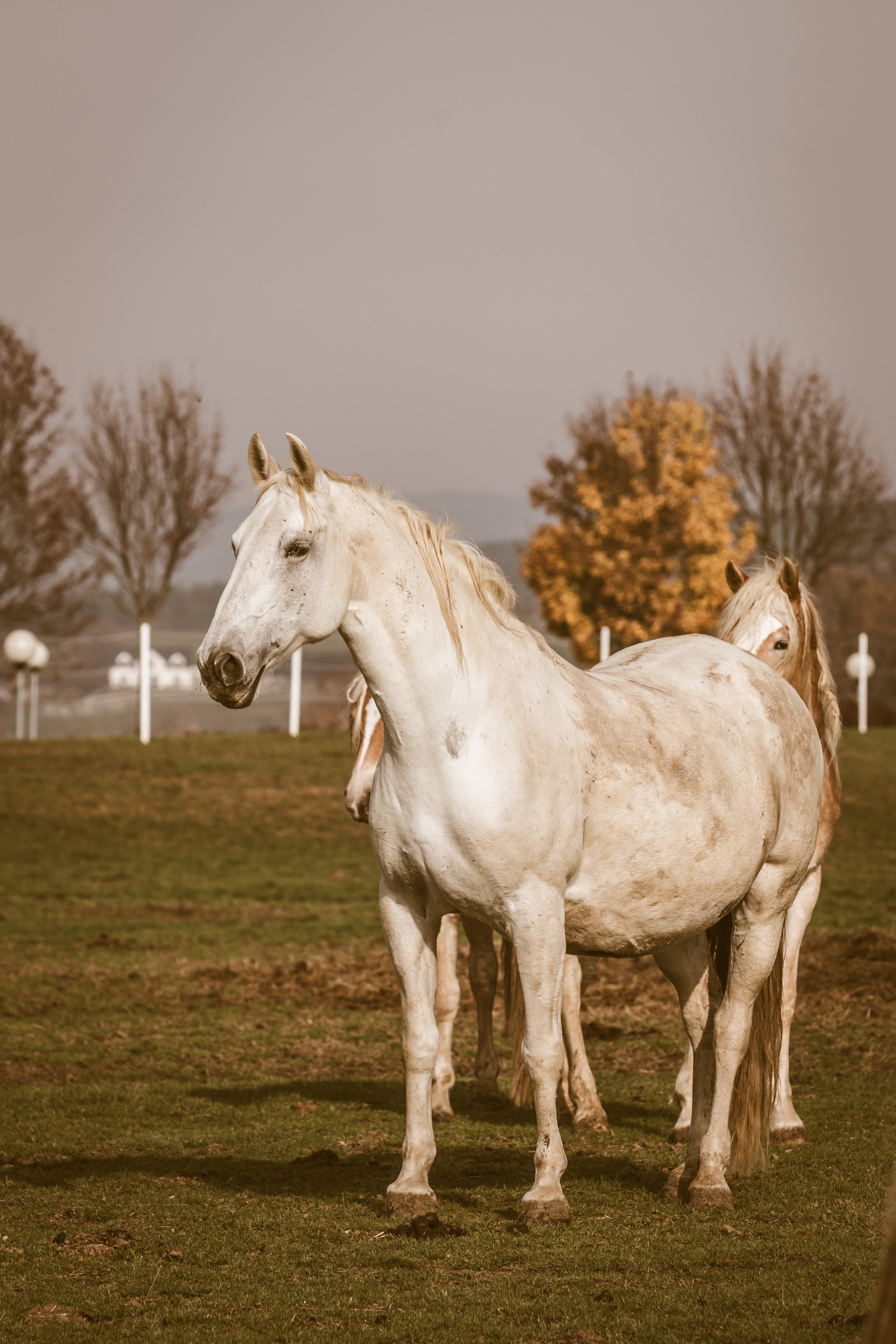 no people, tree, stallion, horses, barbed wire, tarmac, domestic, horse, foal, kicking, day, colt horse, asphalt, vertebrate, mammal, wire, animal themes, Phone HD Wallpaper