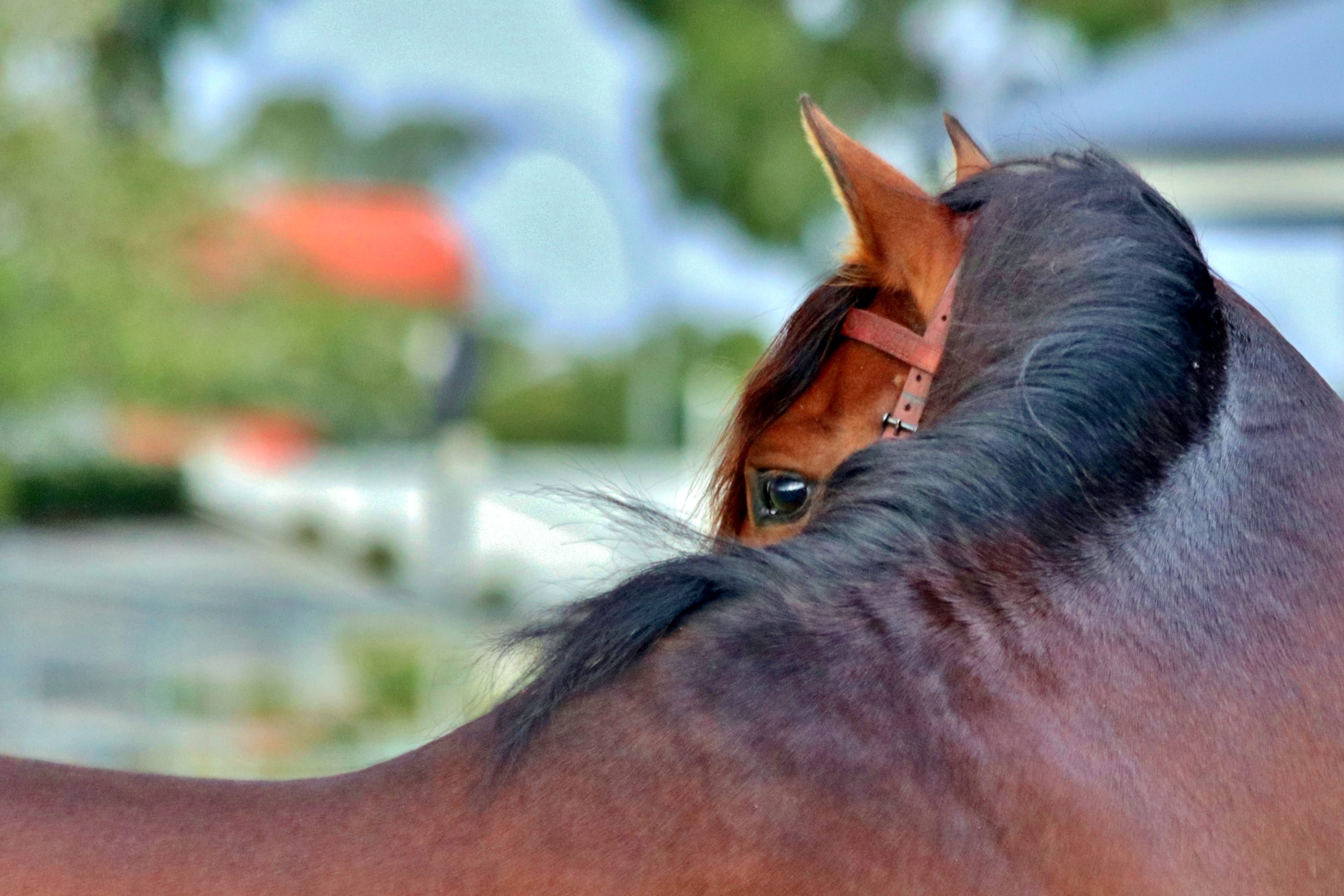 brown, one animal, 4K, selective, Bay, Andalusian, Eye, animal head, focus on foreground, domestic, photography, Stallion, vertebrate, working animal, HD Wallpaper