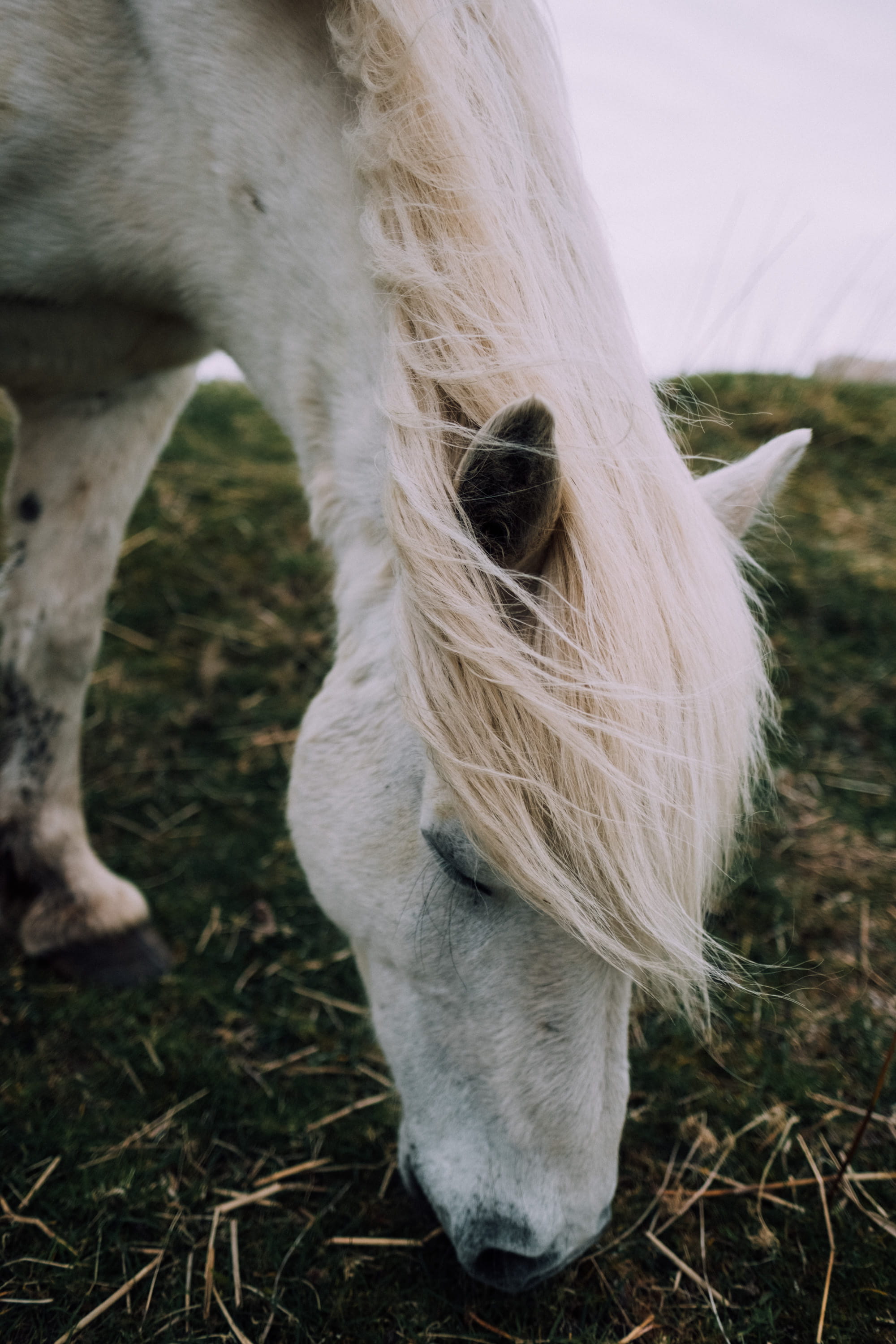 nature, animal, outdoors, vertebrate, land, mammal, no people, pets, animal body part, domestic, wildlife, one animal, 2K, field, livestock, horse, eating, Phone HD Wallpaper
