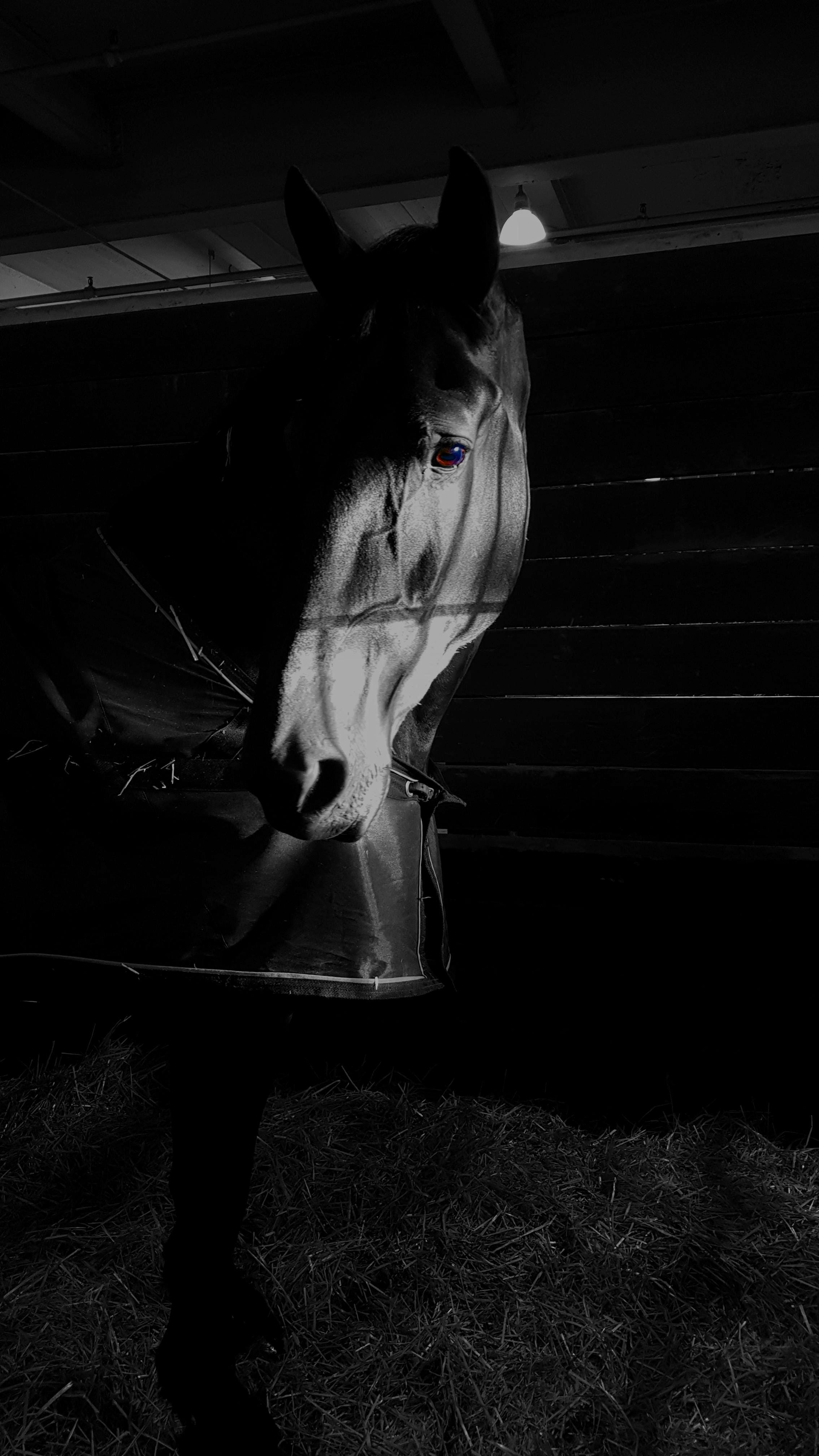 photography, inside, horse, toronto, stable, pet, animal head, equestrian, 4K, back, pets, no people, animal themes, indoors, mammal, nature, dog, foal, Phone HD Wallpaper