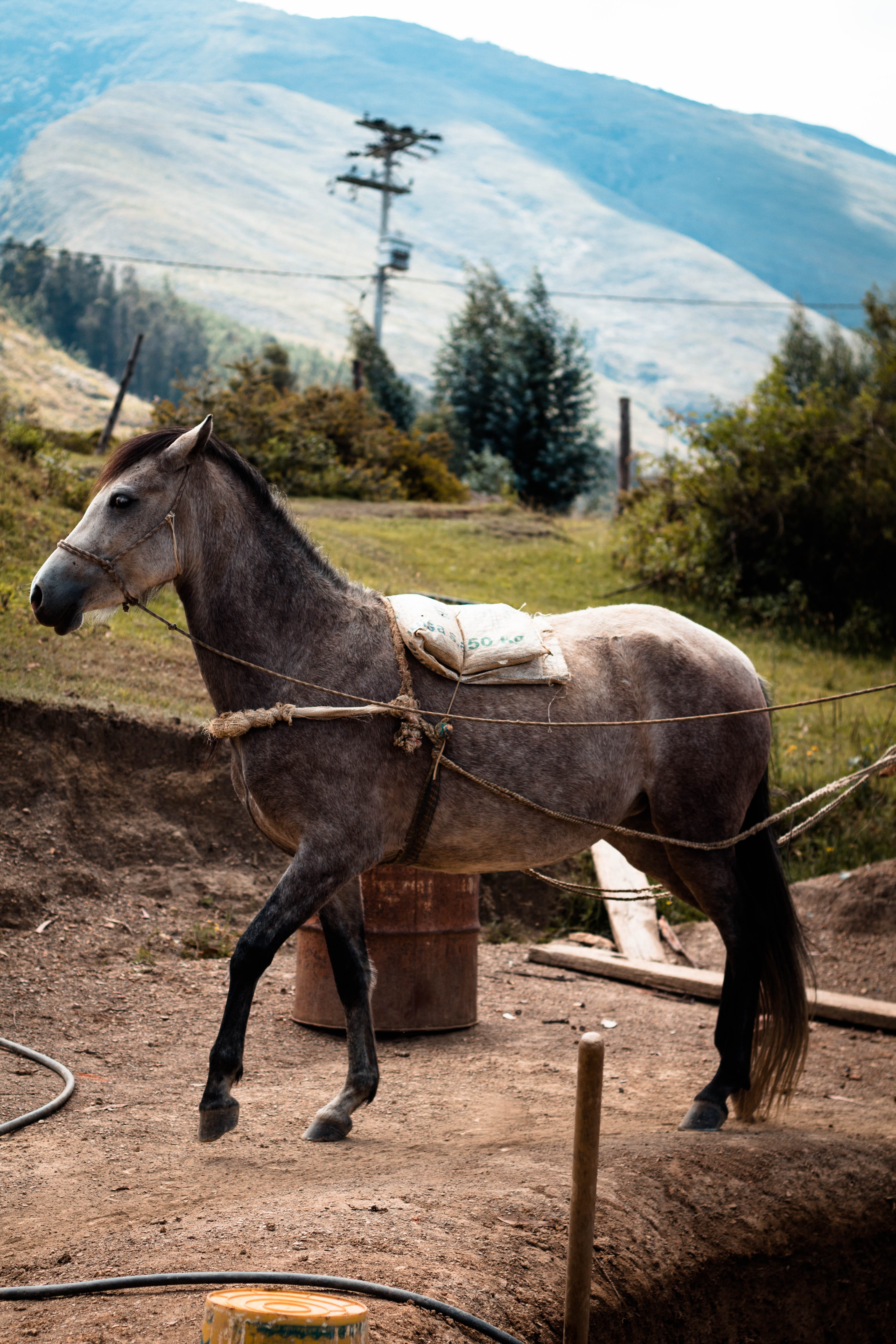 car, near, ground, animal, vehicle, coupe, colt horse, transportation, animal themes, working animal, domestic, domestic animals, herbivorous, tree, automobile, Phone HD Wallpaper
