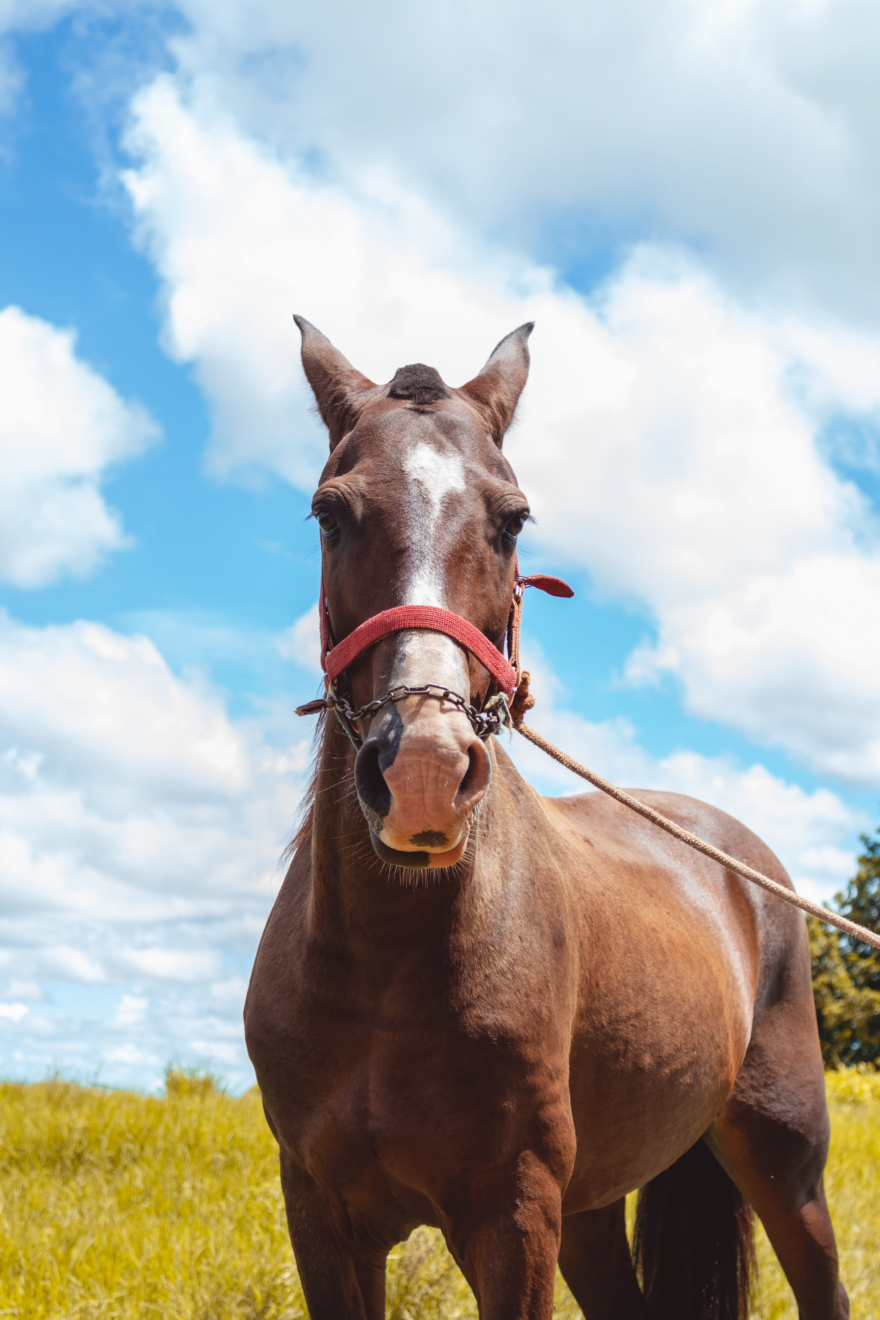 andalusian horse, land, cloud - sky, clothing, pets, domestic animals, brown, domestic, outdoors, front, animal wildlife, grassland, no people, mammal, Phone HD Wallpaper