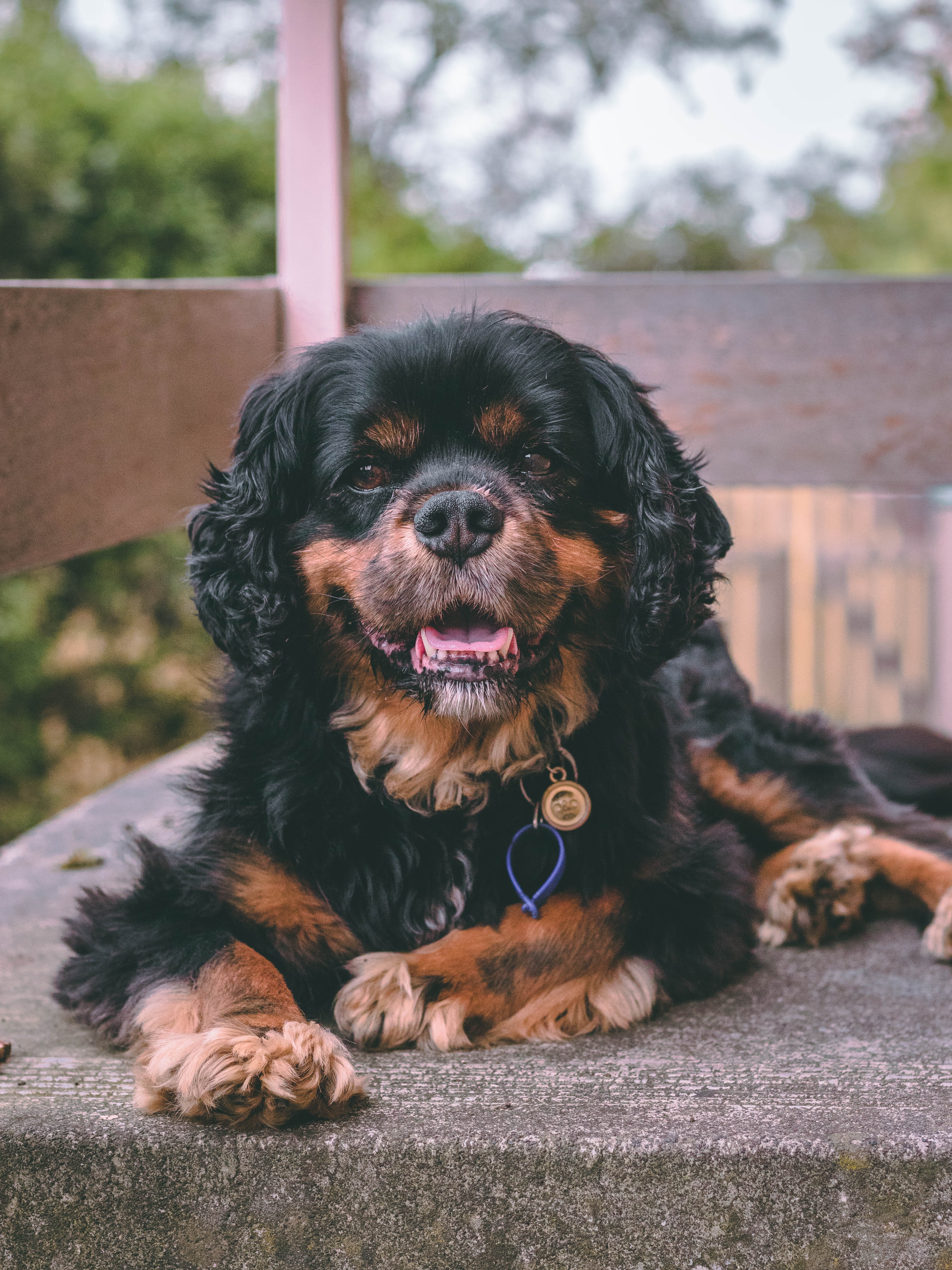 canine, adult, mammal, looking at camera, charles, outdoors, cavalier spaniel, surface, domestic, sitting, day, terrier, king, flower, plant, vertebrate, Phone HD Wallpaper