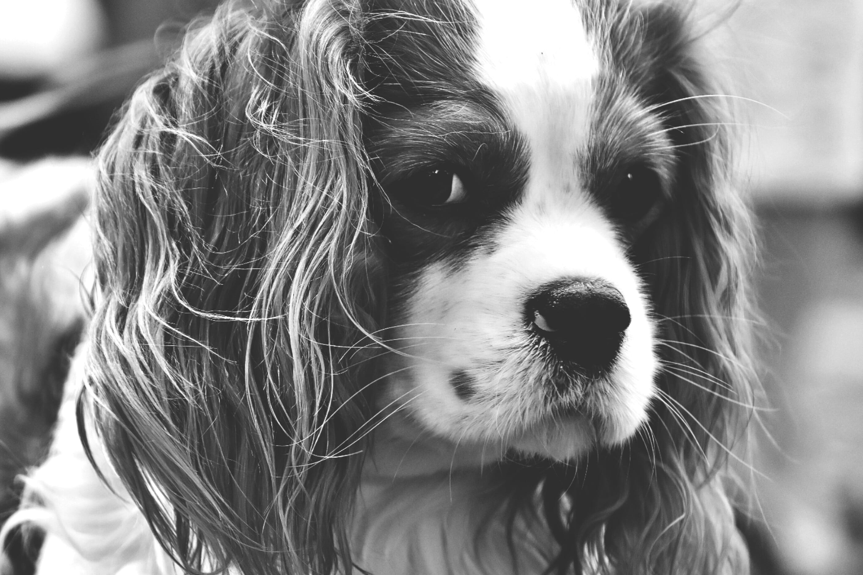 portrait, no people, domestic animals, white, mammal, pet, whisker, photography, snout, looking at camera, one animal, day, animal, vertebrate, king, funny, HD Wallpaper
