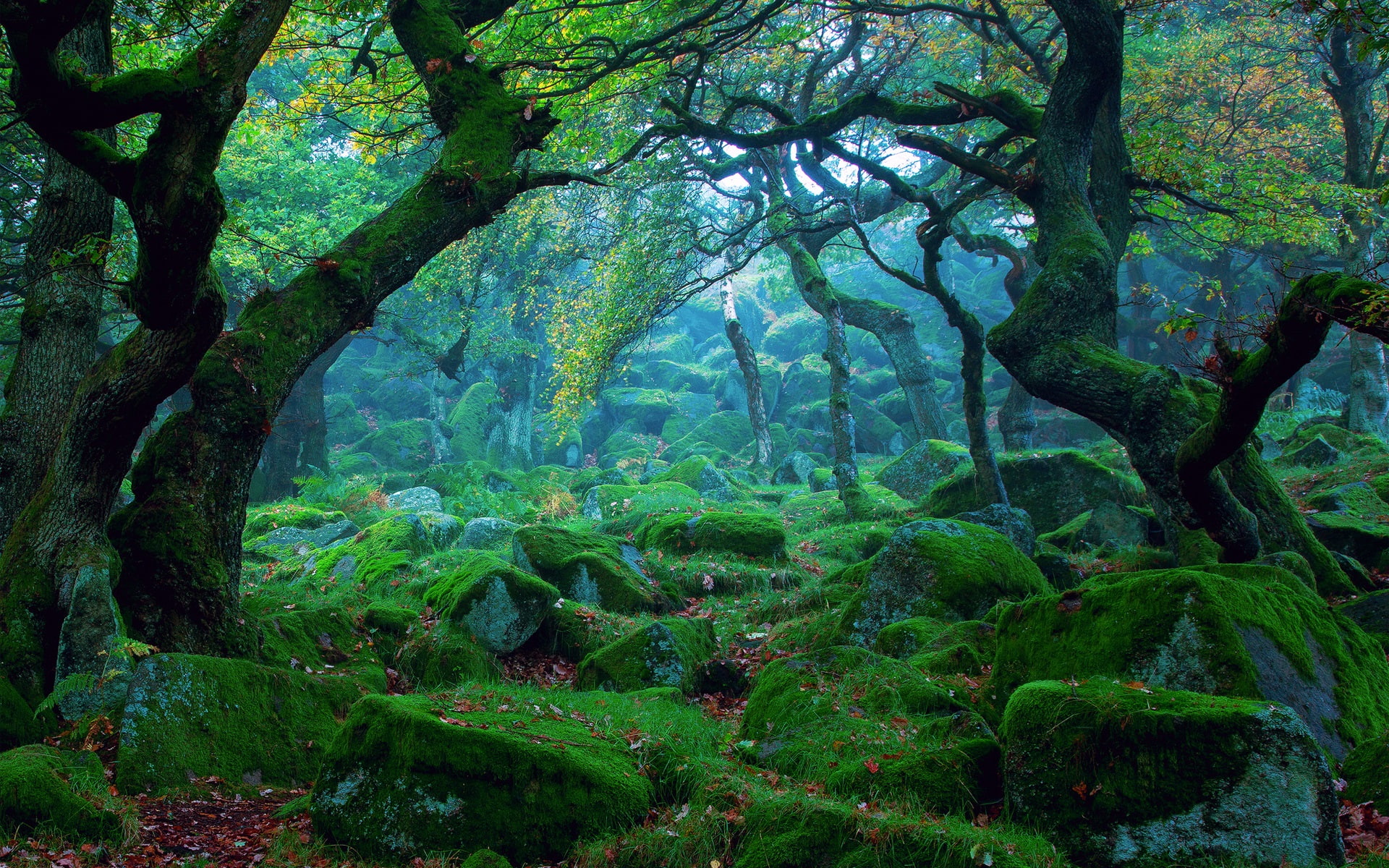 Green, Nature, Rocks, 1080P, Moss, Forest, Mist, Landscape, HD Wallpaper