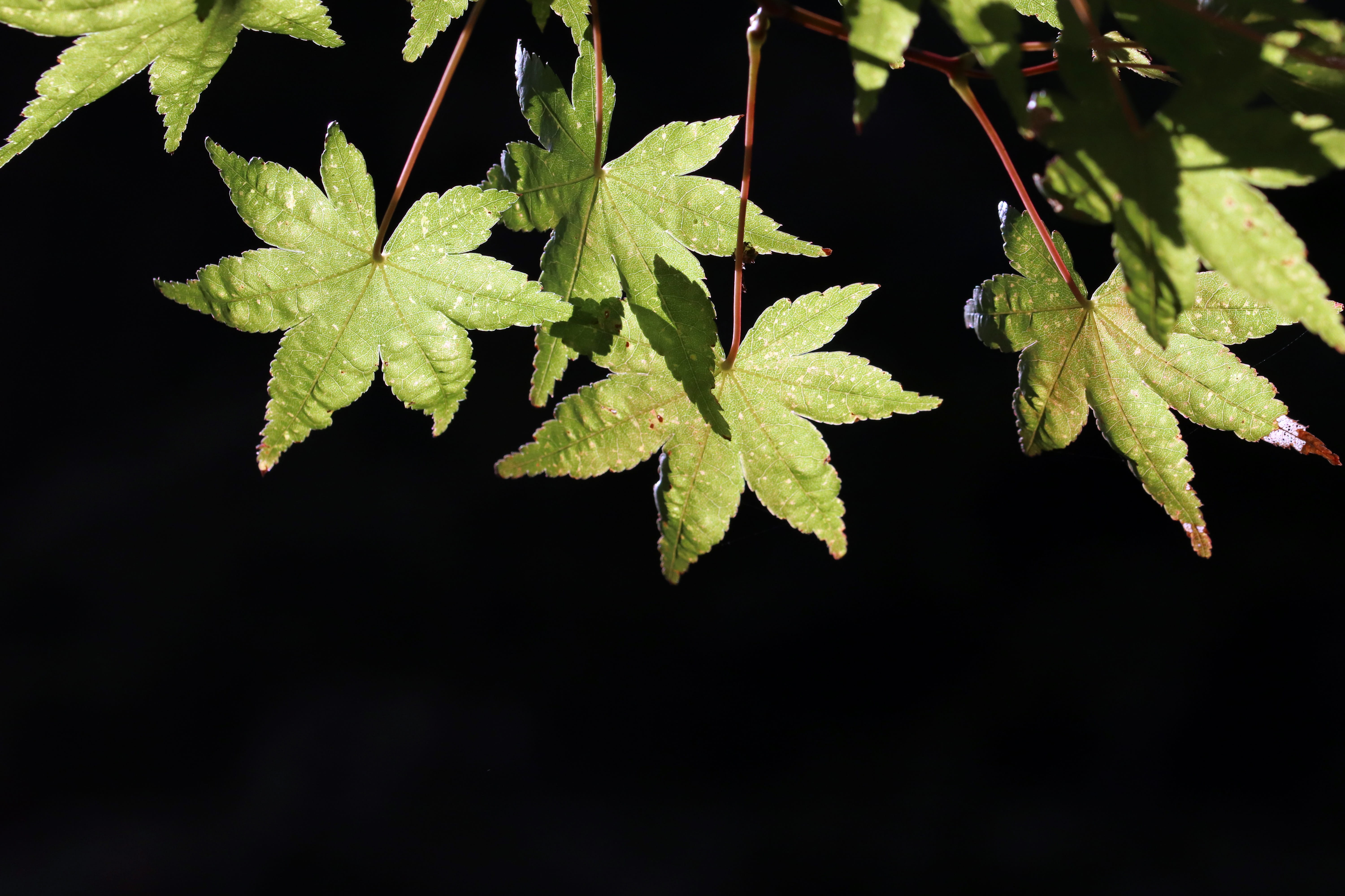 leaves, colorful, zheng maple, close-up, focus on foreground, studio shot, night, seasonal, herb, background, wood, outdoors, scenery, plant, green color, HD Wallpaper