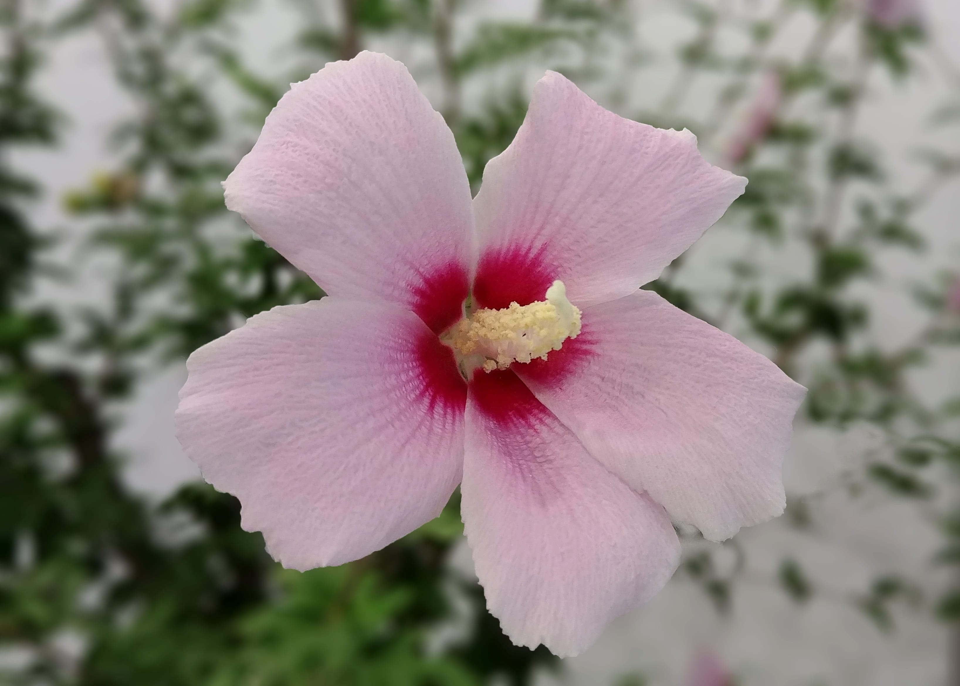 zheng manufacturing, nature, freshness, pink color, flowering plant, outdoors, plant, inflorescence, close-up, white flower, flower, petal, focus on foreground, HD Wallpaper