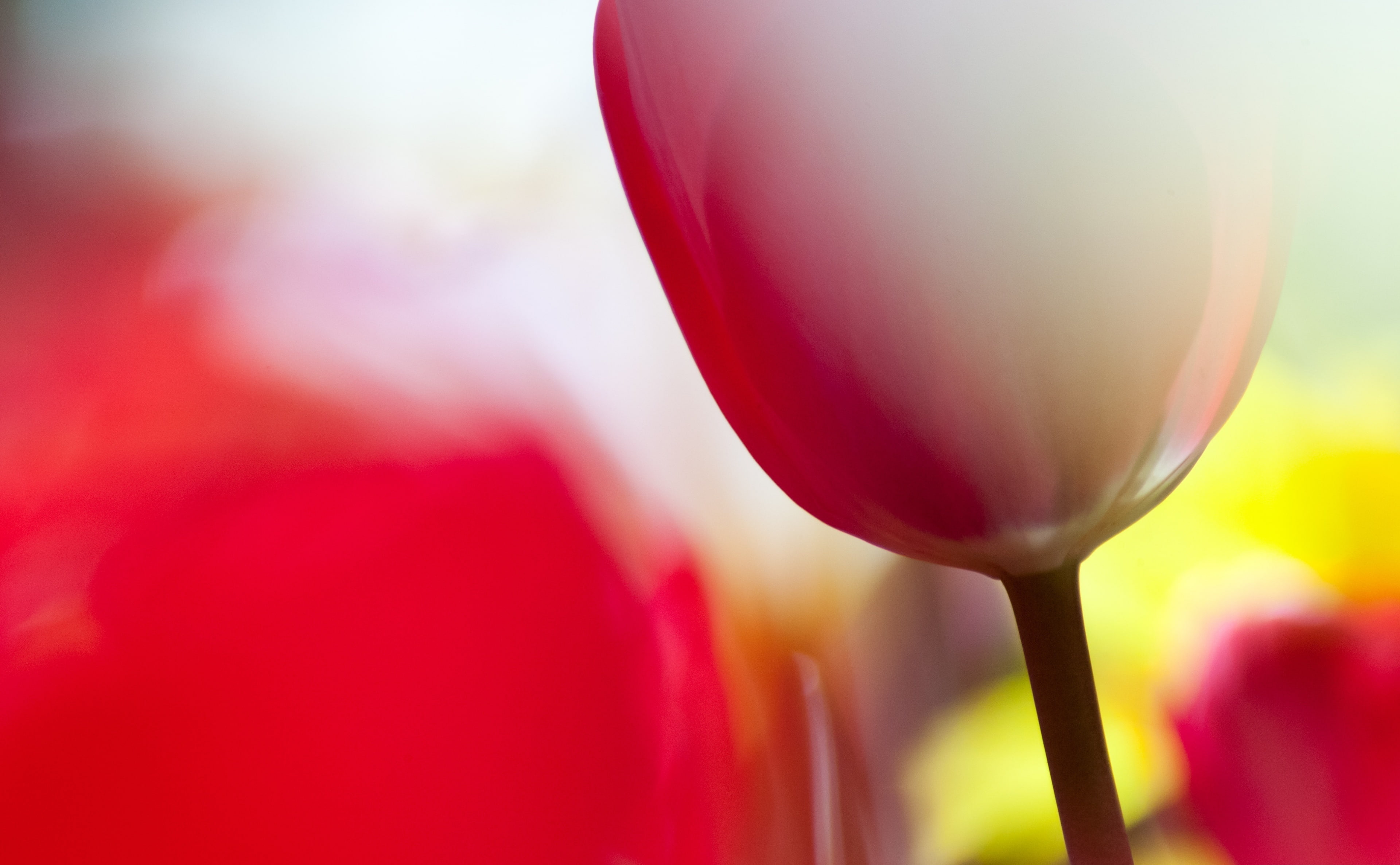 hitachinaka, Lens, Aero, mark3, 4K, Flower, Tulips, Japan, hitachiseasidepark, canon, kobaken, Nature, Macro, Asia, Bokeh, ibaraki, markiii, HD Wallpaper