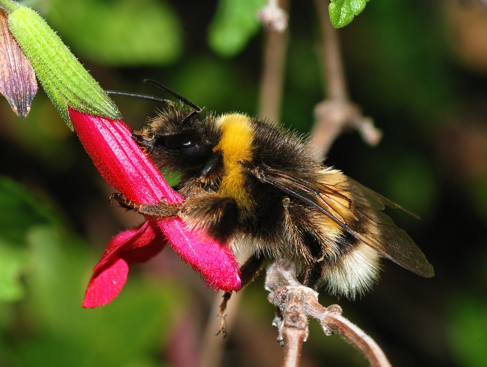 Flower, Buff-tailed Bumblebee, 1080P, Bumblebee, Animal, HD Wallpaper