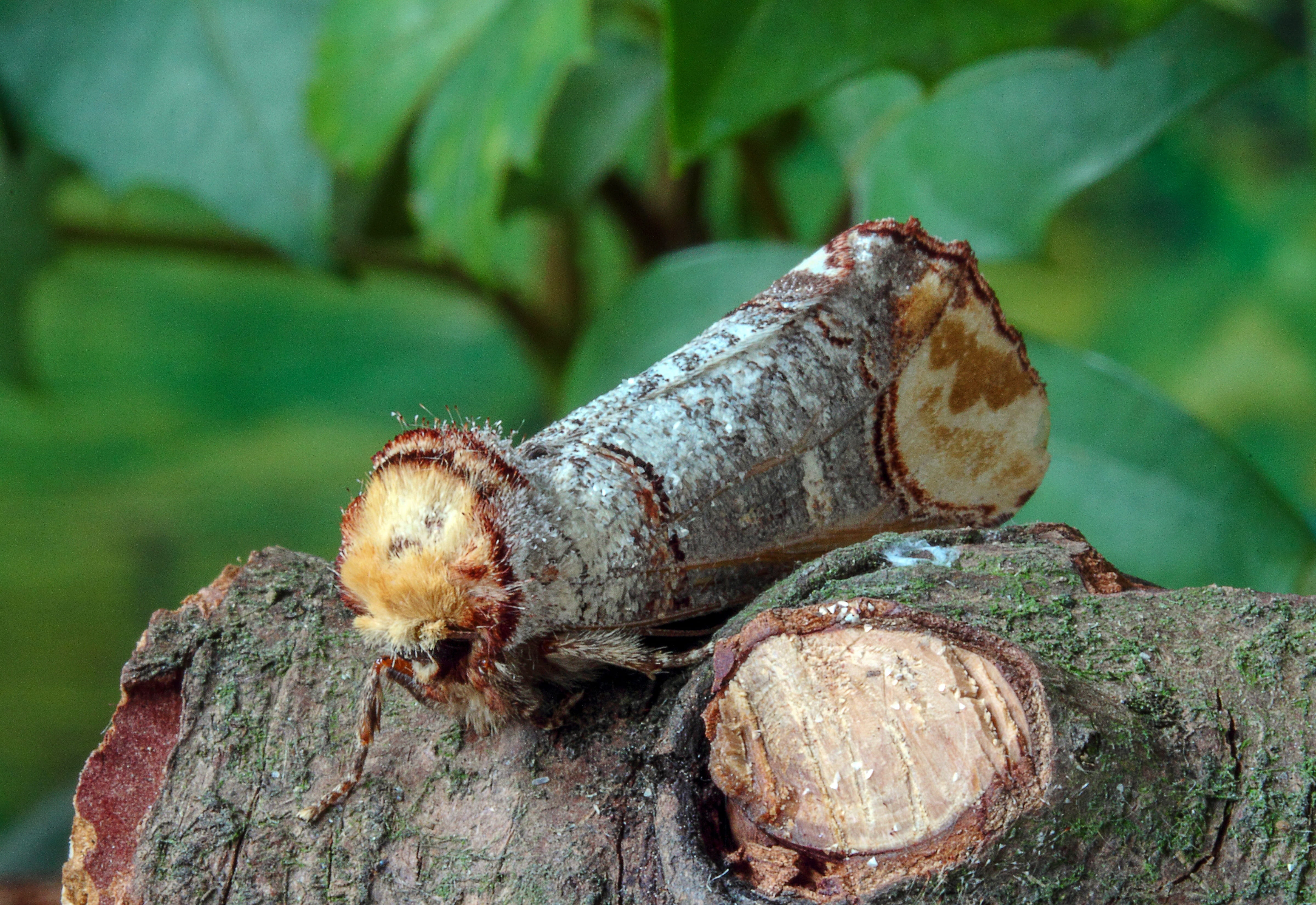 wing, bug, close-up, entomology, forest, day, textured, no people, land, wild, food, tree, log, wood, insect, wings, focus on foreground, insects, outdoors, HD Wallpaper