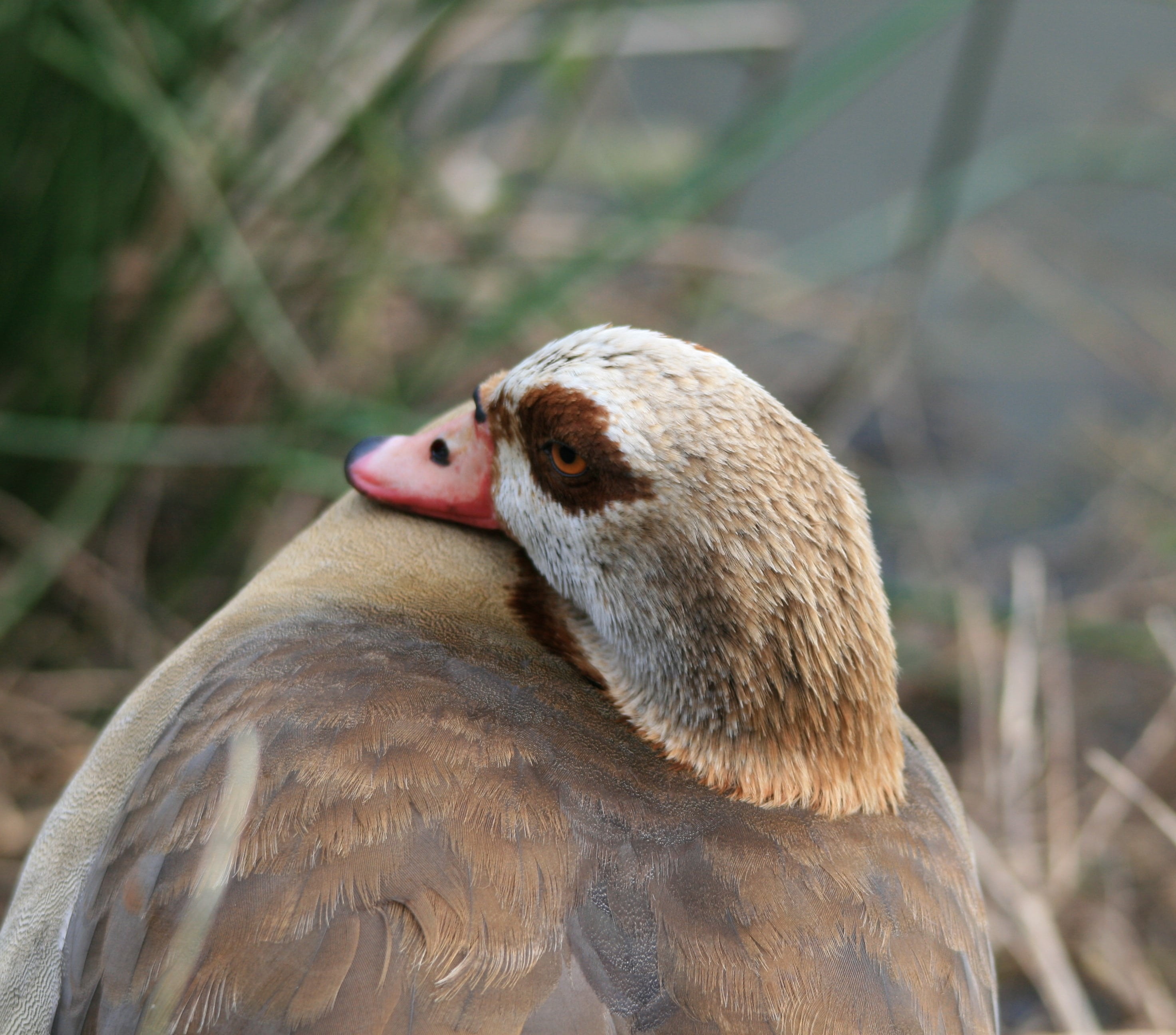 buffs, goose, browns, young bird, animal wildlife, one animal, land, outdoors, egyptian goose, animal body part, focus on foreground, zoology, animal themes, HD Wallpaper