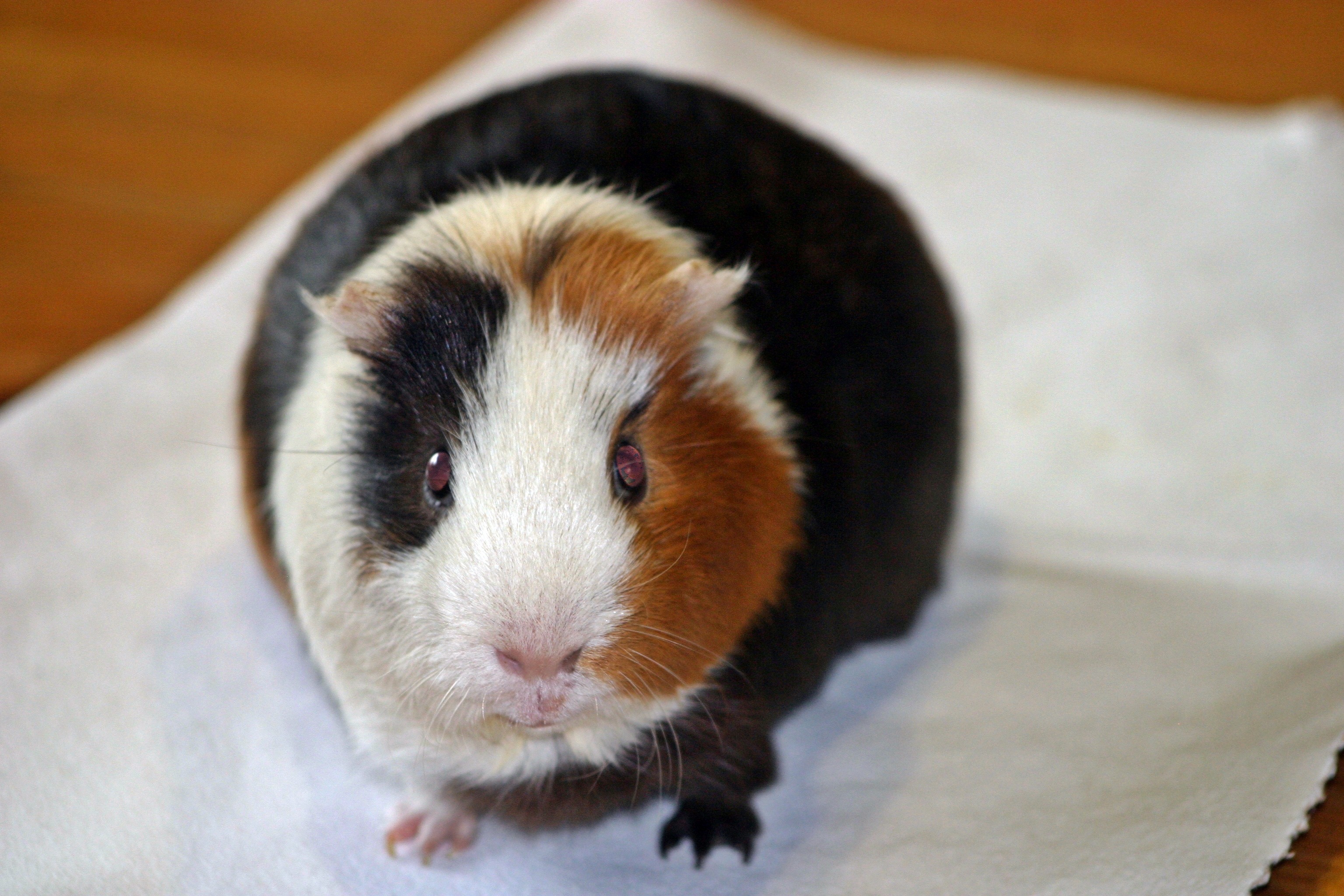 rodent, vertebrate, three coloured, sea ​​pig house, black, smooth hair, animal wildlife, pet, brown, no people, small animals, cute, young animal, from the front, HD Wallpaper