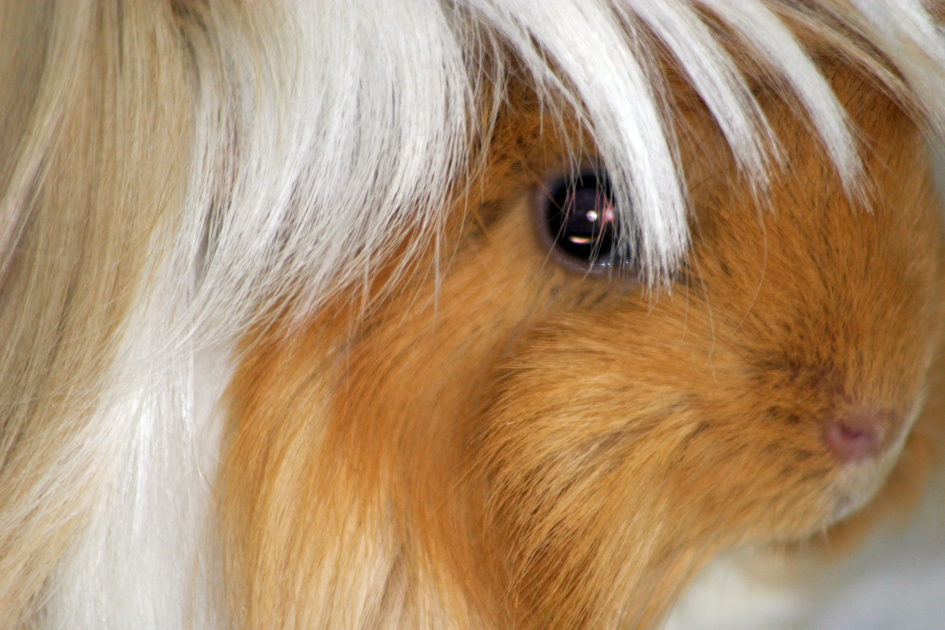 rodent, guinea pig, herbivorous, animal wildlife, hair, animal hair, face, brown, expression, pets, animal, mammal, no people, eye, 2K, buff white, portrait, HD Wallpaper