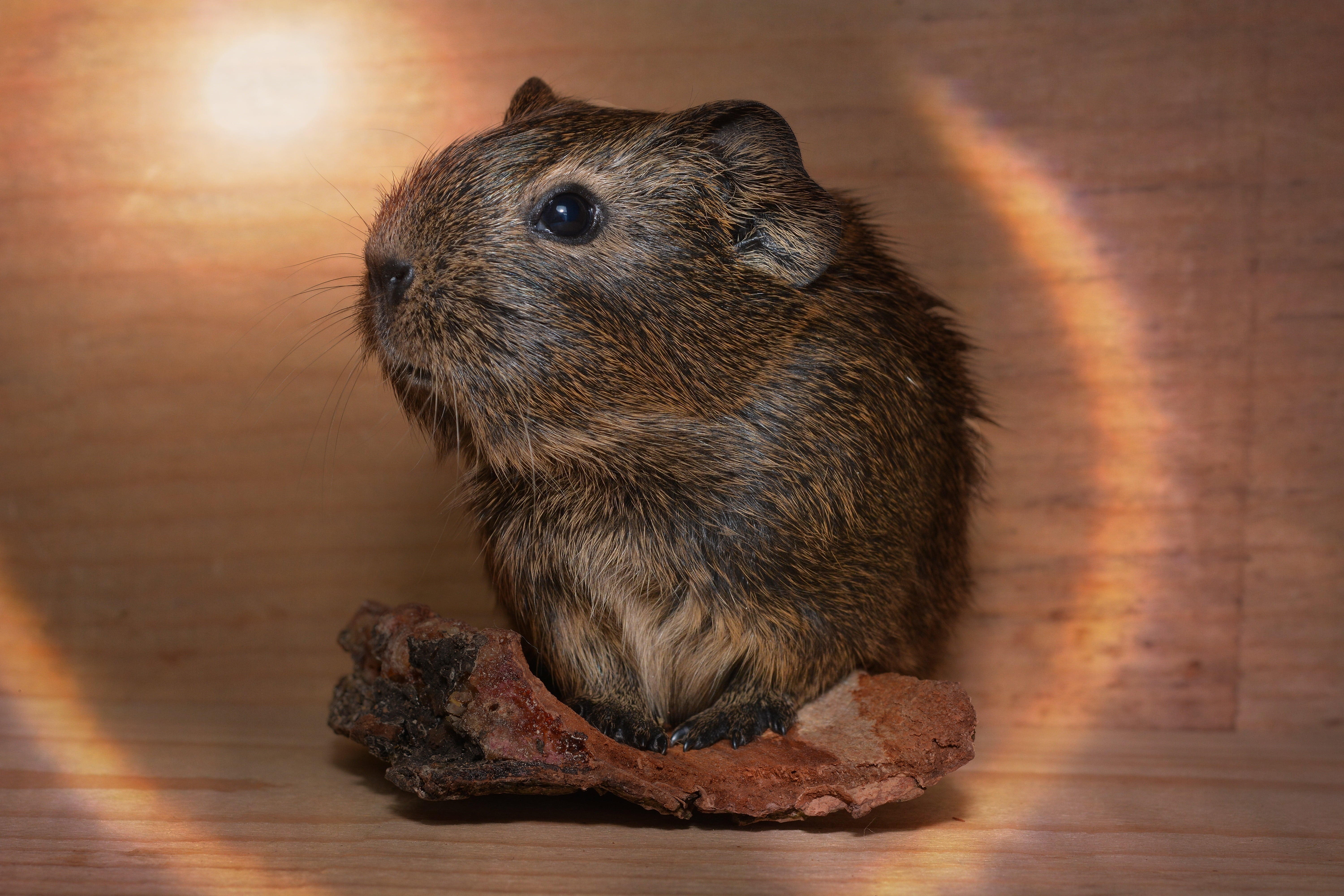 focus on foreground, young animal, wood - material, wood, animal, whisker, brown, ray of light, no people, animal themes, cute, lighting, nature, 5K, flooring, HD Wallpaper