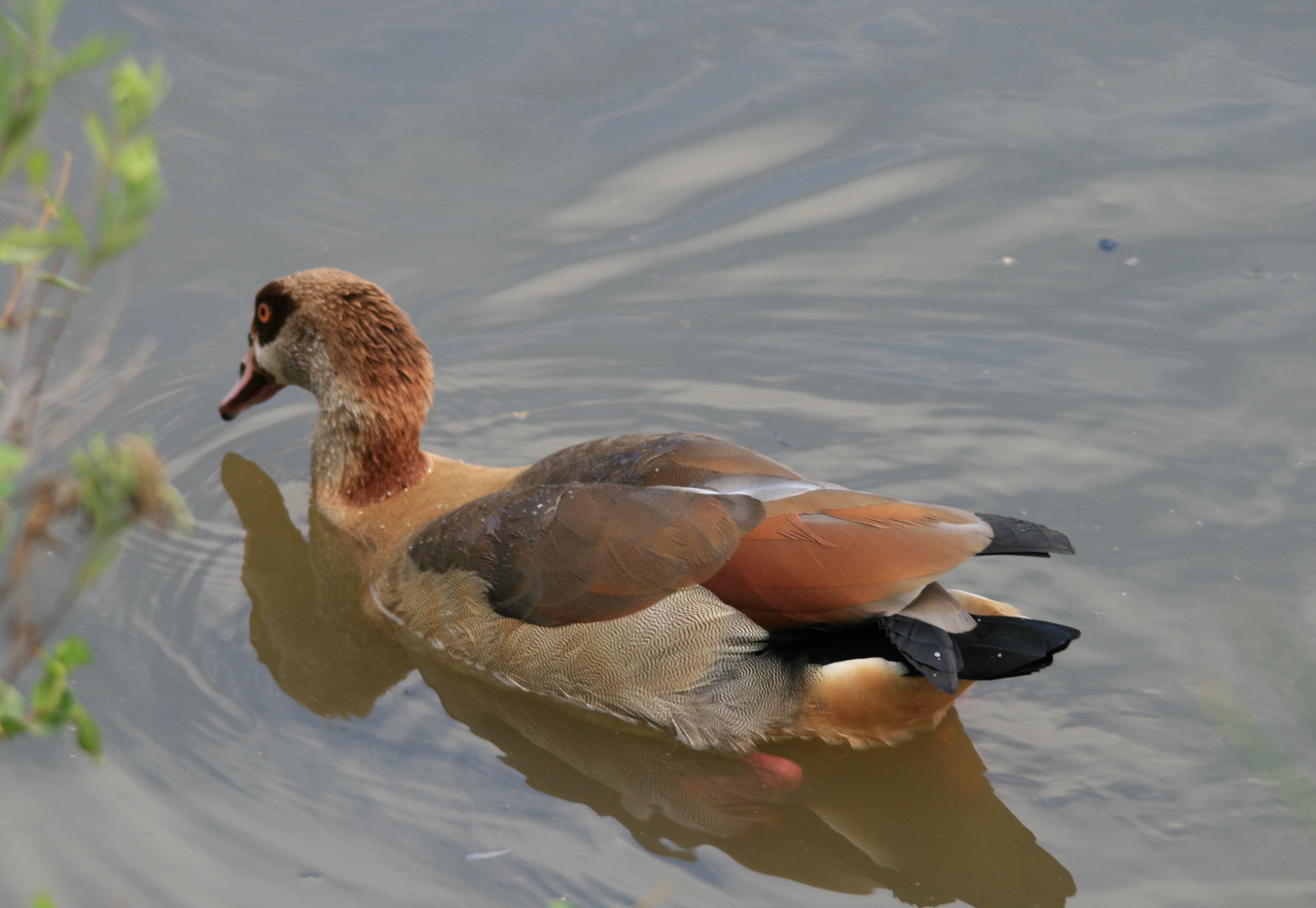 no people, poultry, animal, animal themes, water, young animal, egyptian goose, goose, water bird, browns, 2K, vertebrate, high angle view, waterfront, HD Wallpaper