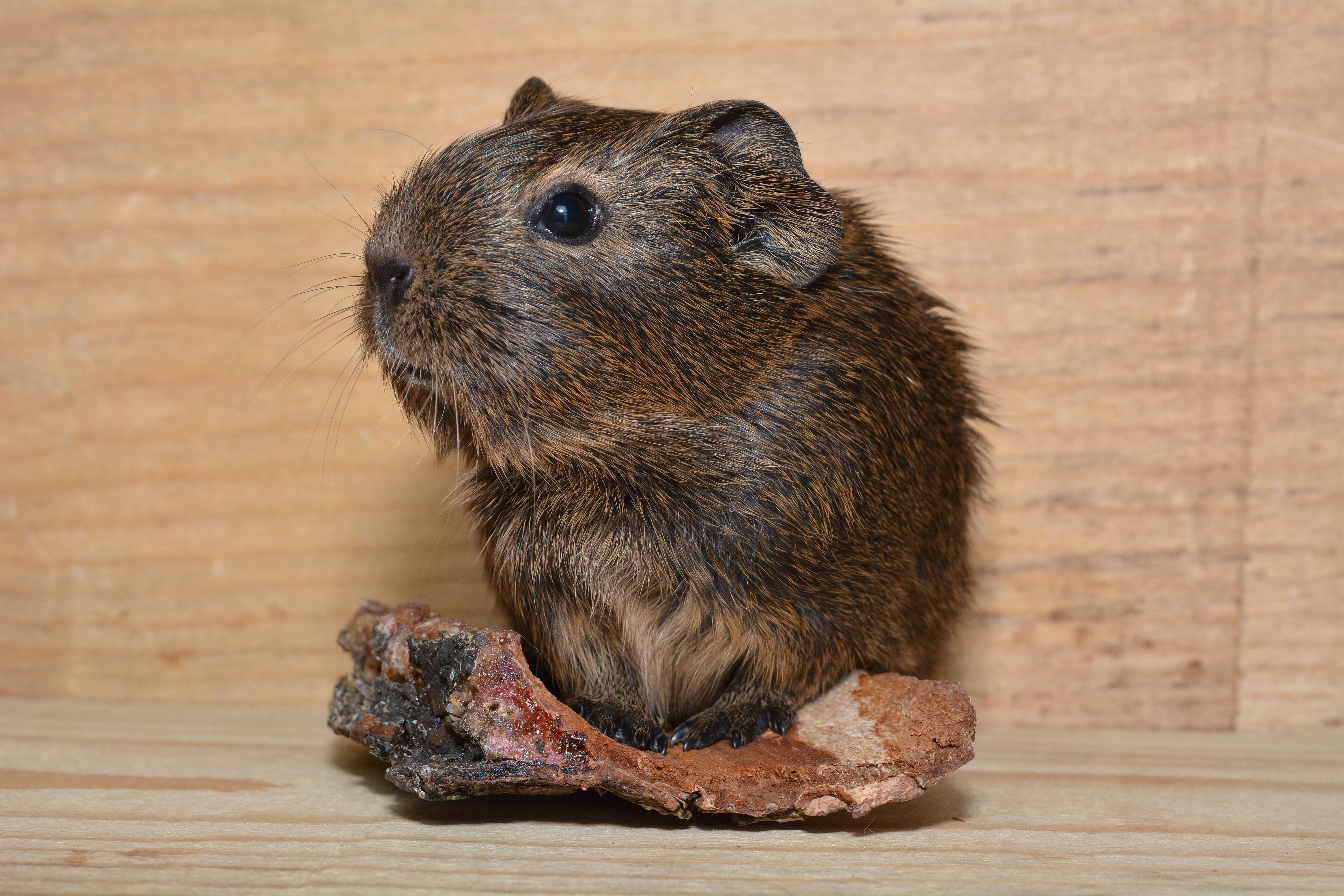 animals in the wild, animal, small, young animal, animal themes, indoors, domestic, brown, guinea pig, no people, vertebrate, one animal, sweet, 5K, mammal, HD Wallpaper