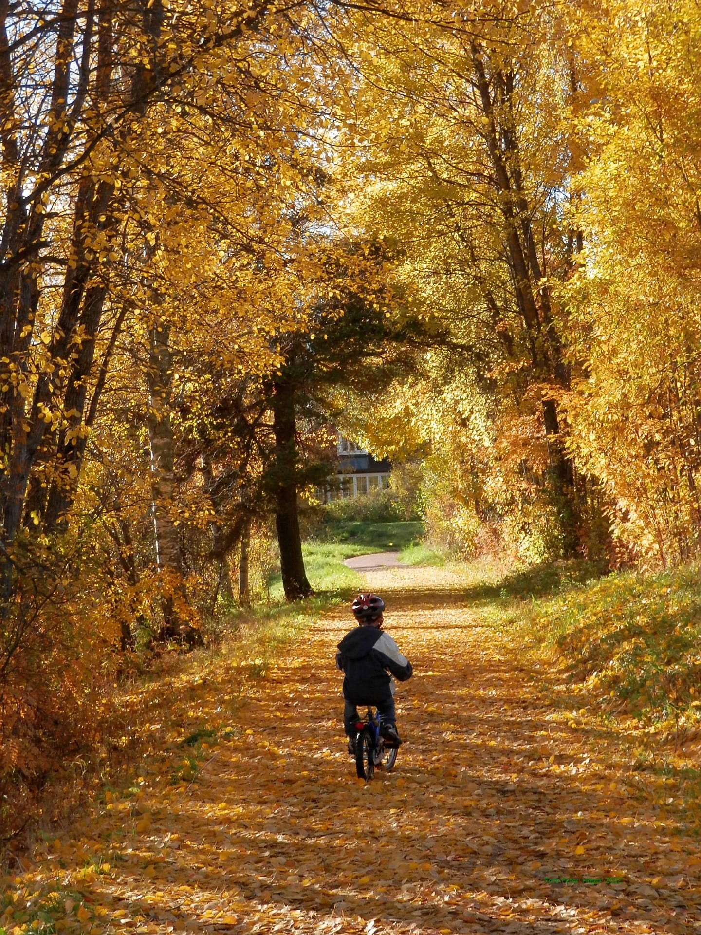 beauty in nature, adult, street, real people, footpath, boy, daytime, rear view, riding, growth, people, autumn collection, nature, road between, cycling, Phone HD Wallpaper