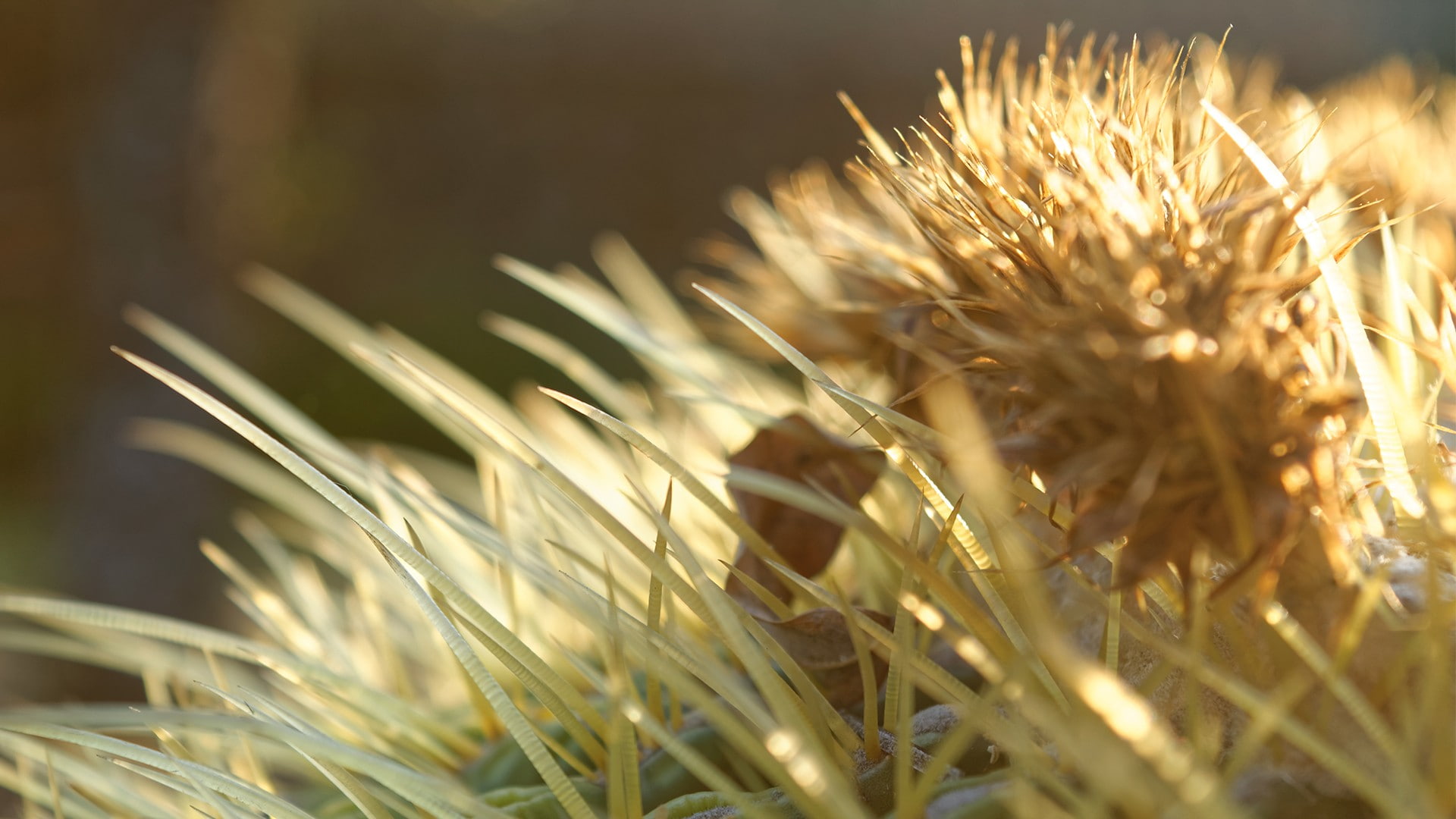 1080P, depth of field, nature, plants, macro, cactus, HD Wallpaper