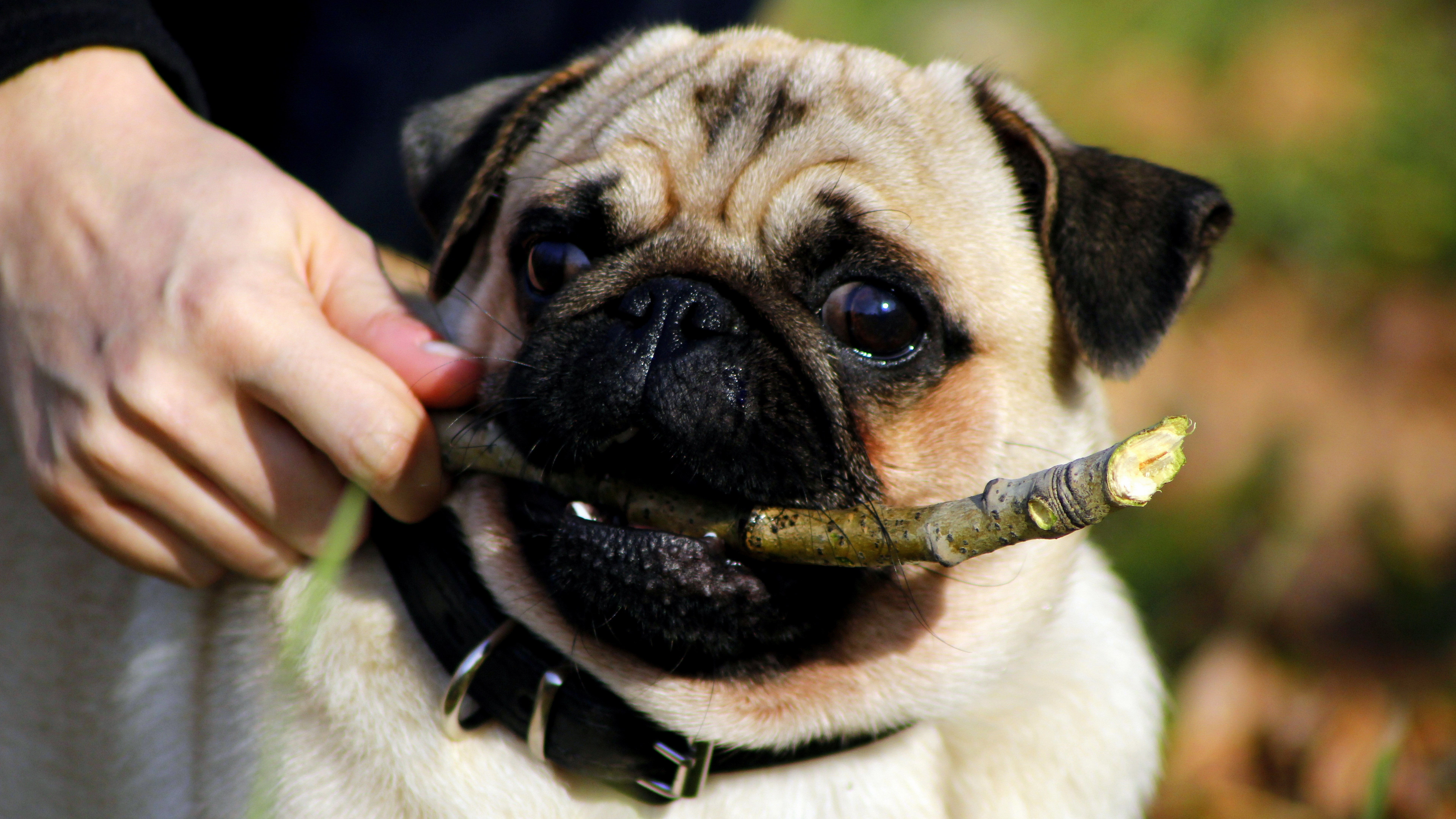 vertebrate, human hand, holding, pug, domestic, care, one person, pet owner, purebred dog, mammal, one animal, mops dog background, dog, human body part, HD Wallpaper
