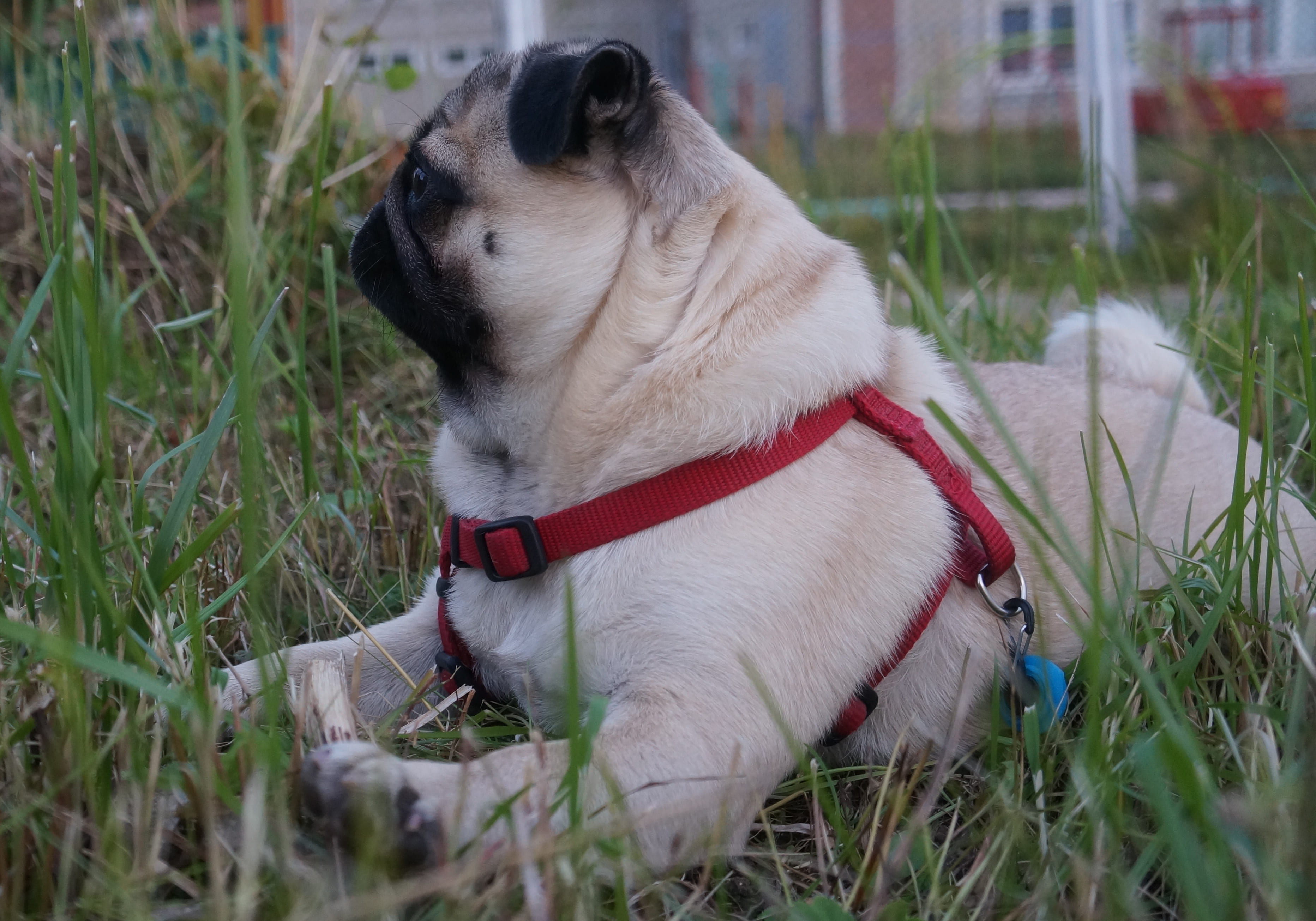 pug, com, pug tail, domestic animals, focus on foreground, the pug, land, vertebrate, animal, superpug, nature, domestic, animal themes, canine, small, HD Wallpaper